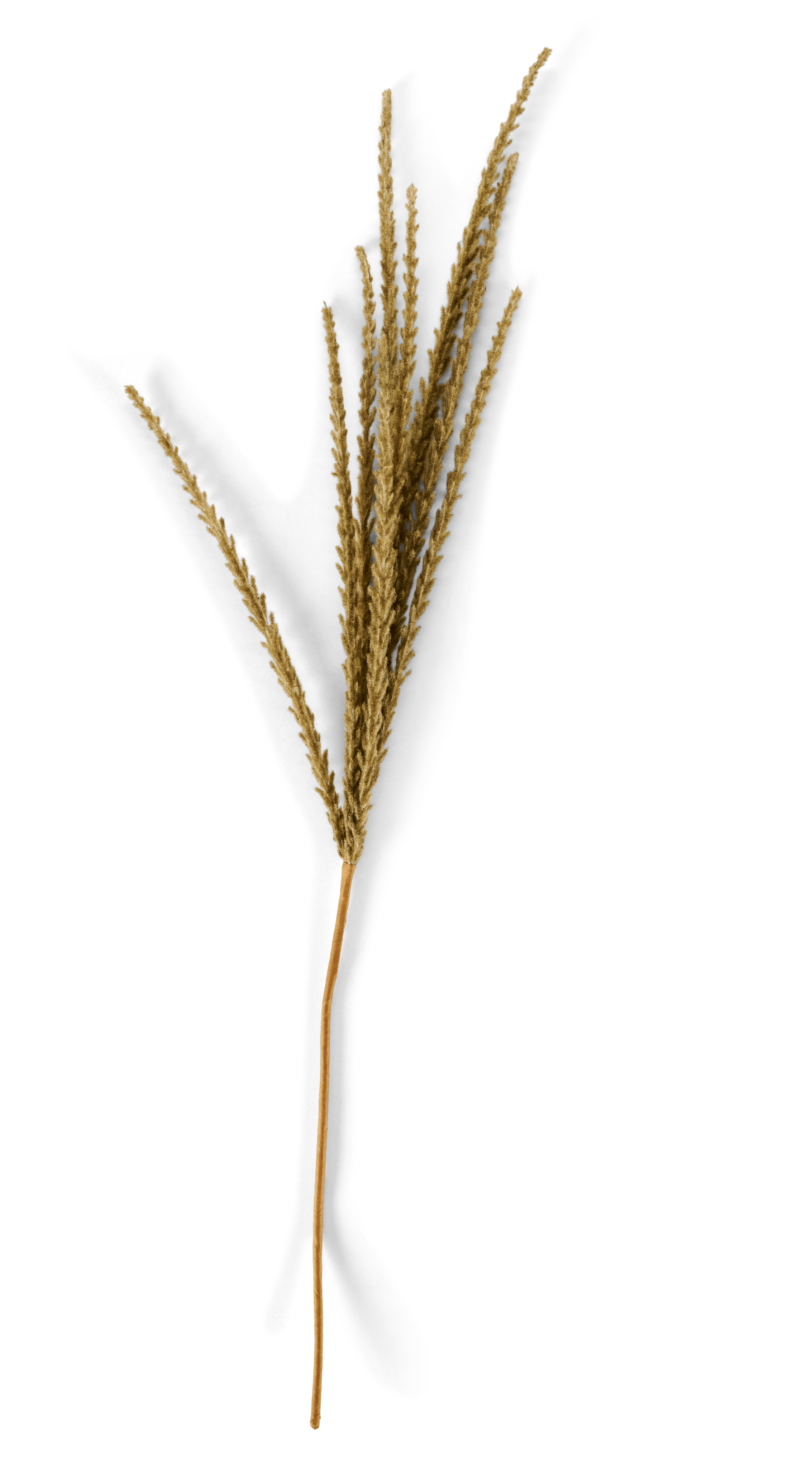 GOLDENROD Stengel kakiL 88 cm