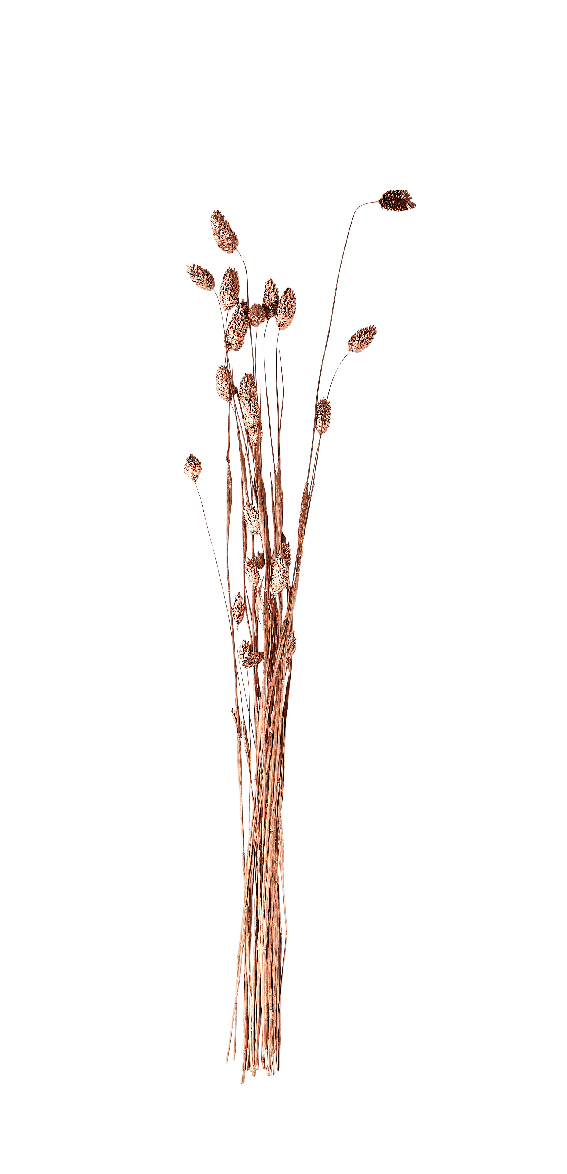 PHALARIS Siergras koperL 58 cm