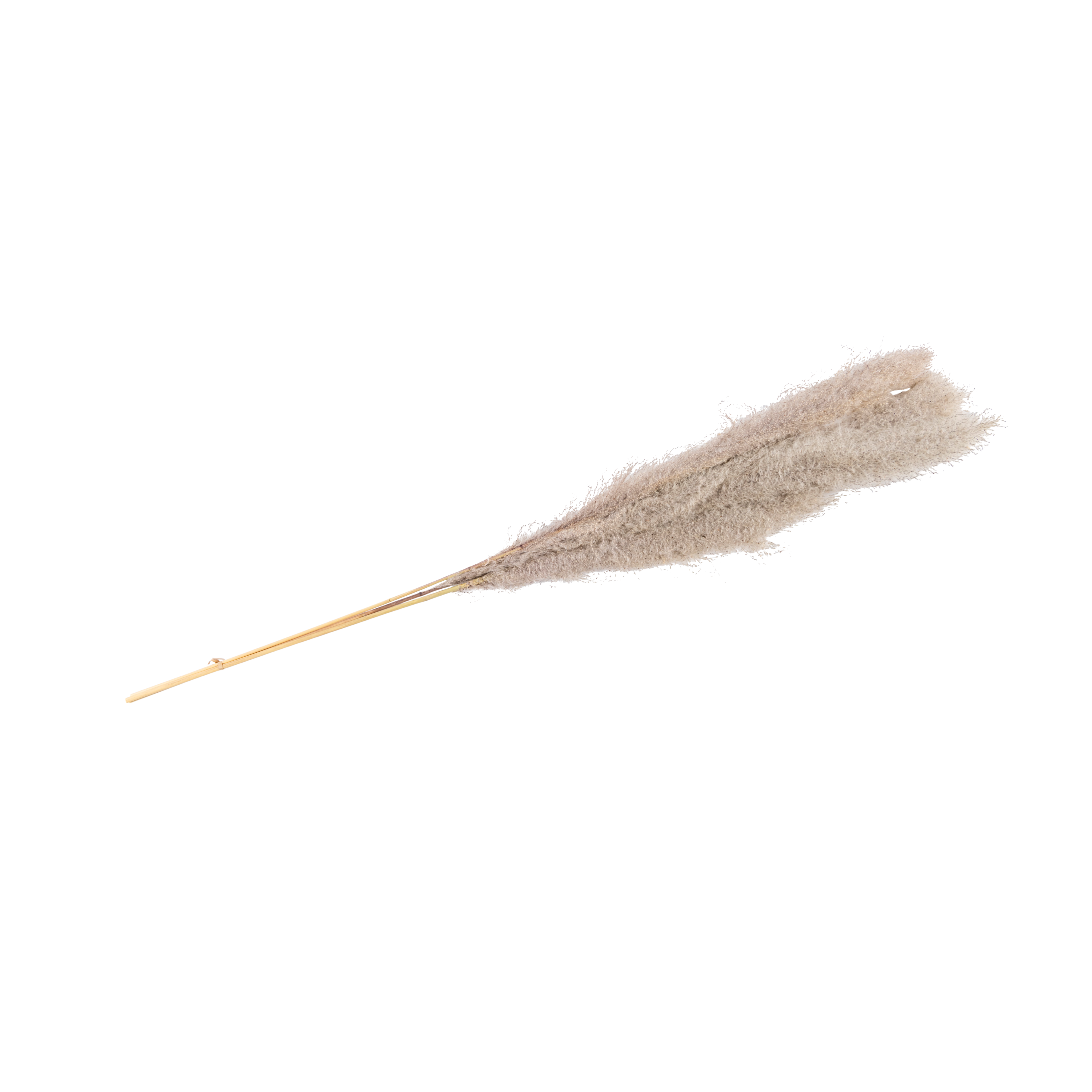 PAMPAS Grasstengels grijsH 110 cm