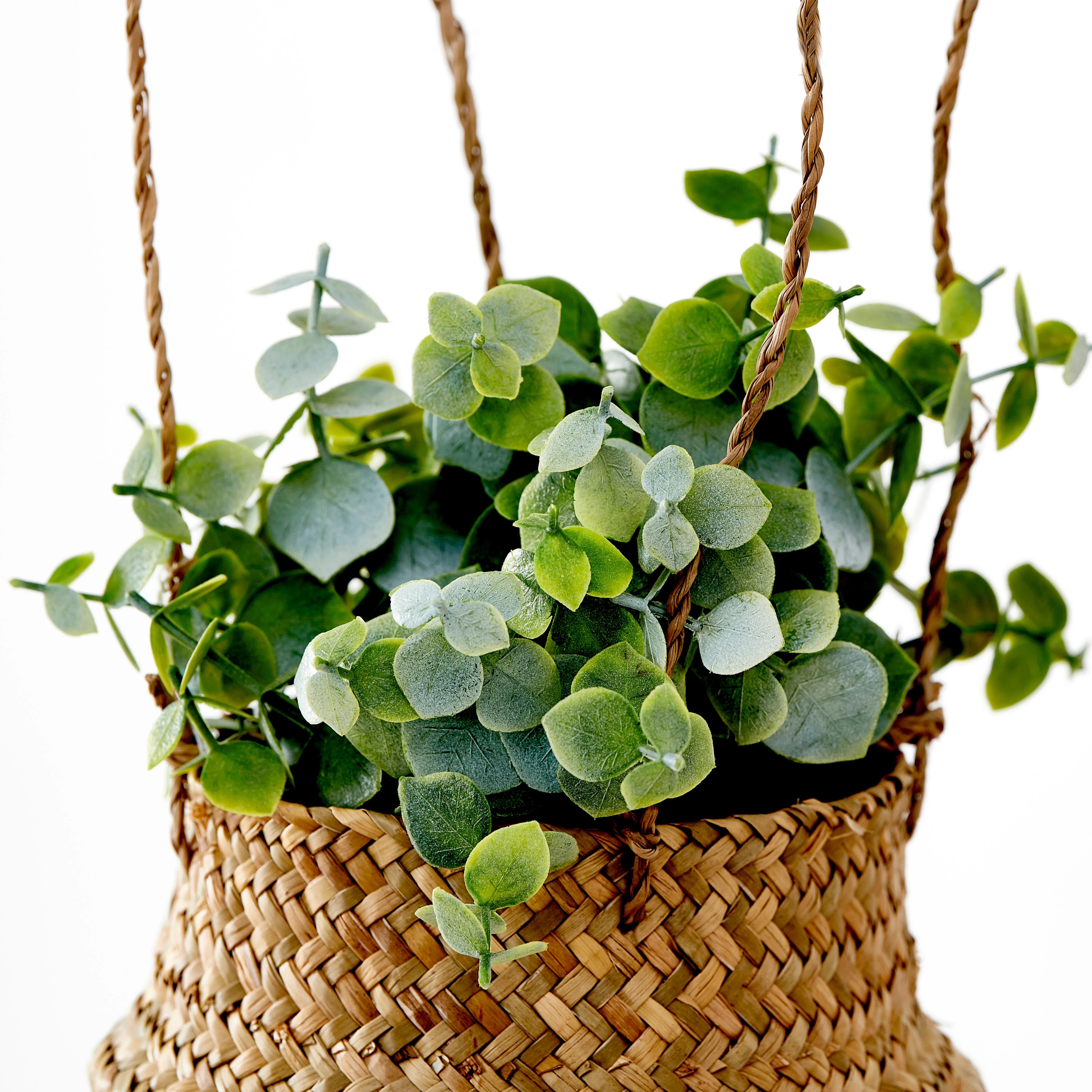 TERRA Plant in pot wit, groenH 19 cm - Ø 6 cm