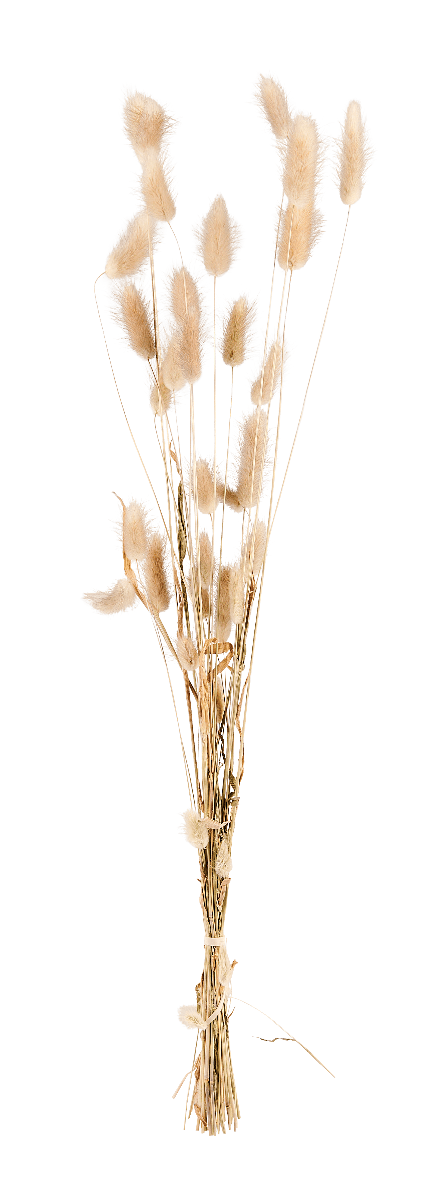 LAGURUS Hazenstaart naturelL 60 cm