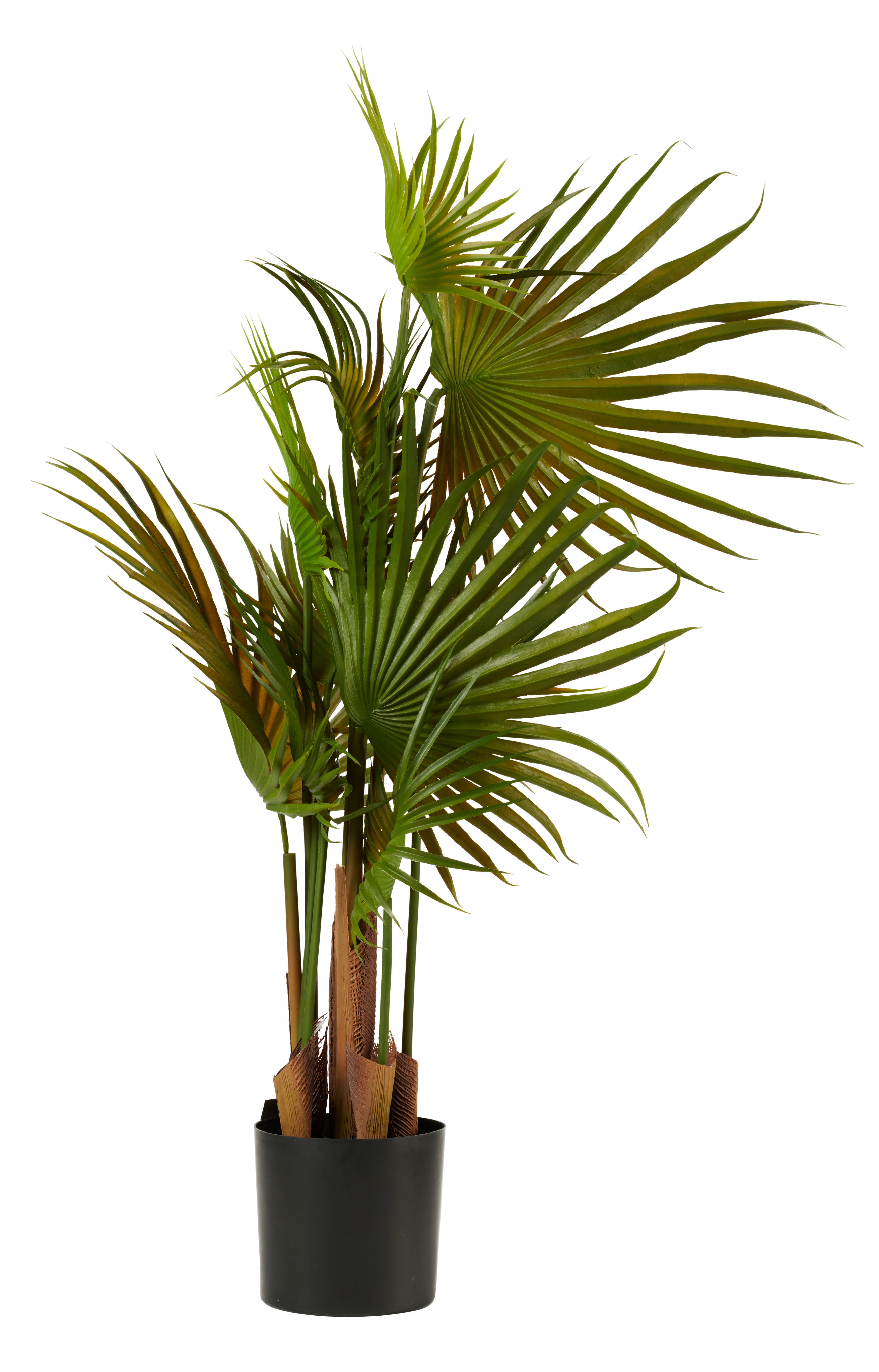 ARECA PALMBOOM groenH 79 cm - Ø 46 cm