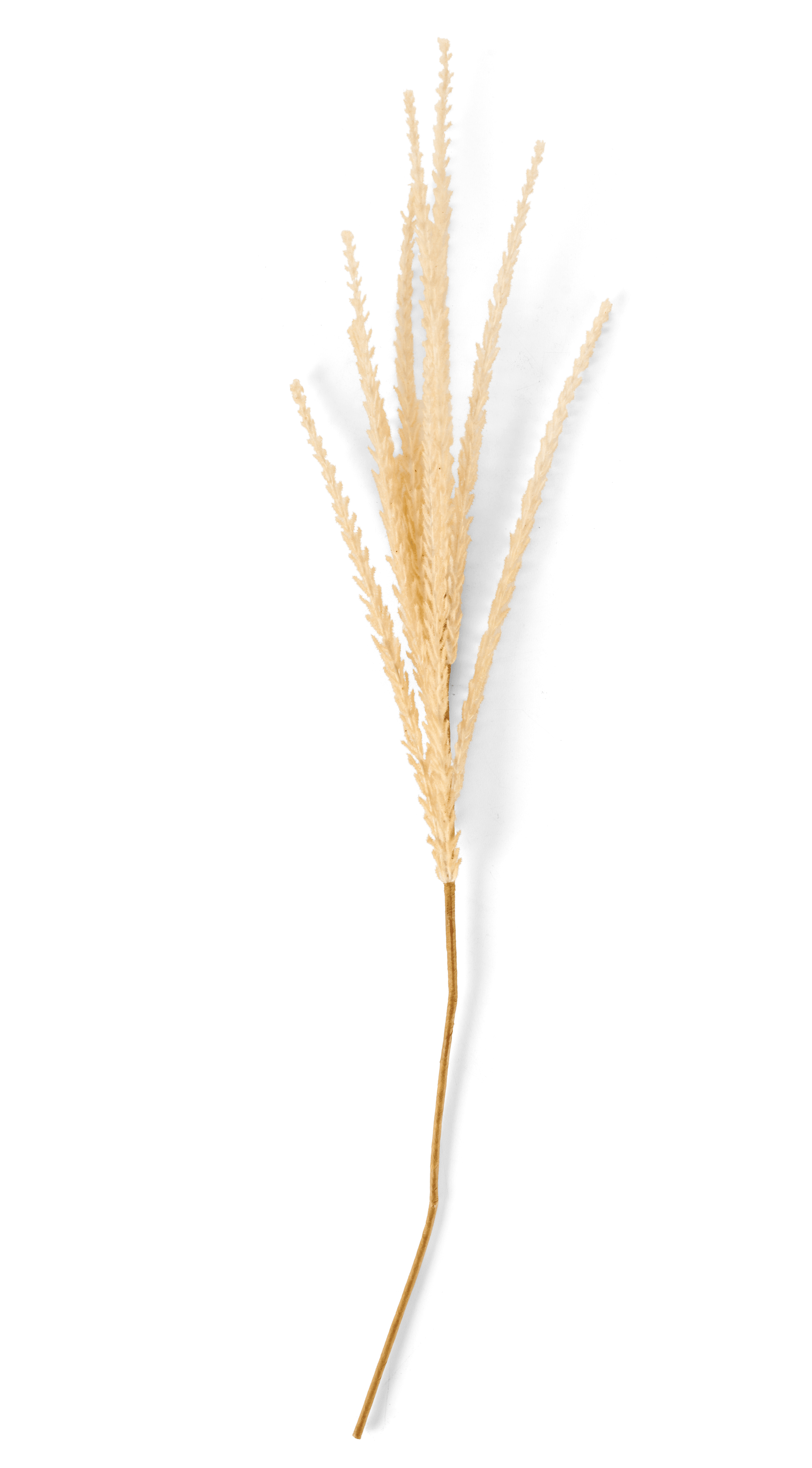 GOLDENROD Stengel witL 88 cm