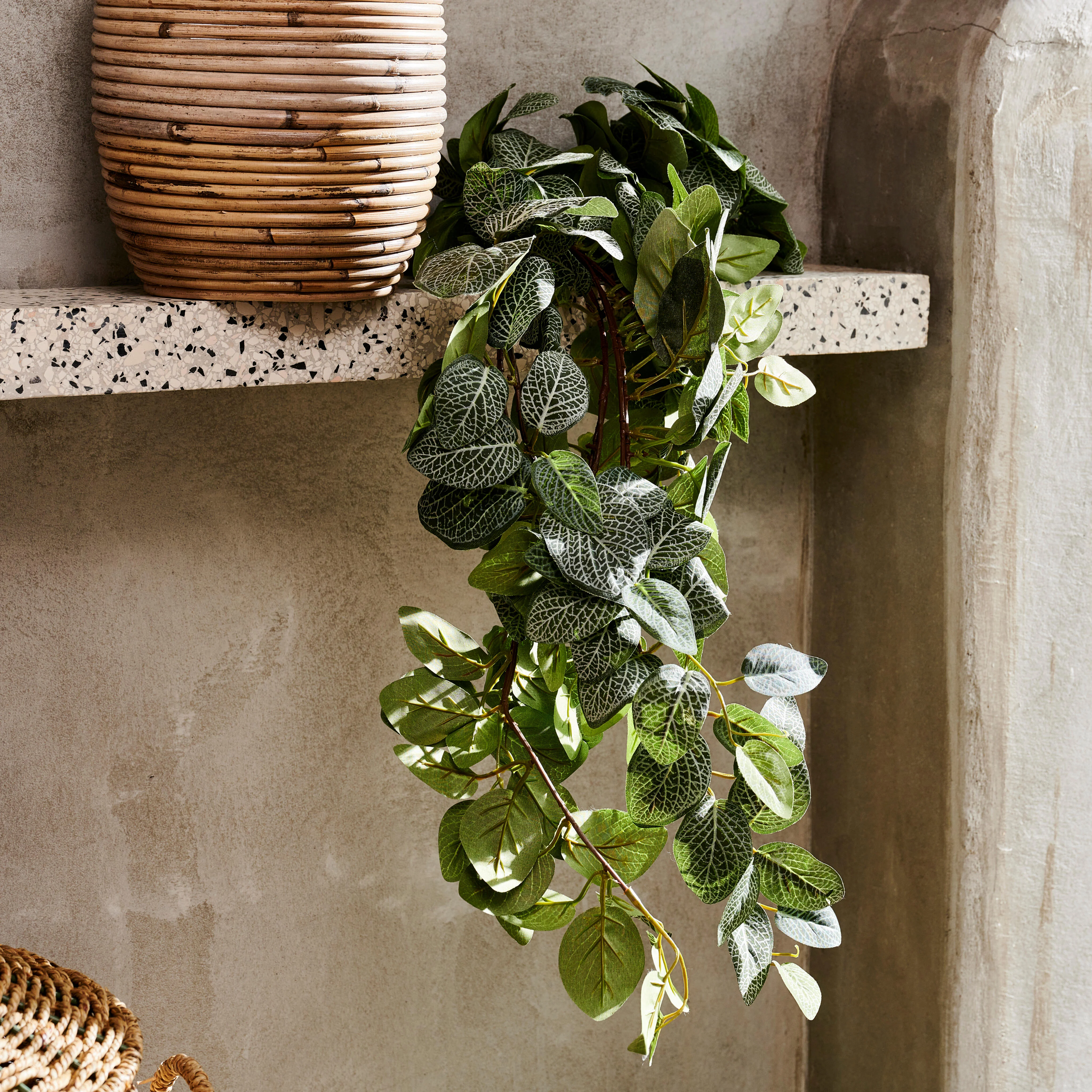 FITTONIA Bladerenslinger groenL 54 cm