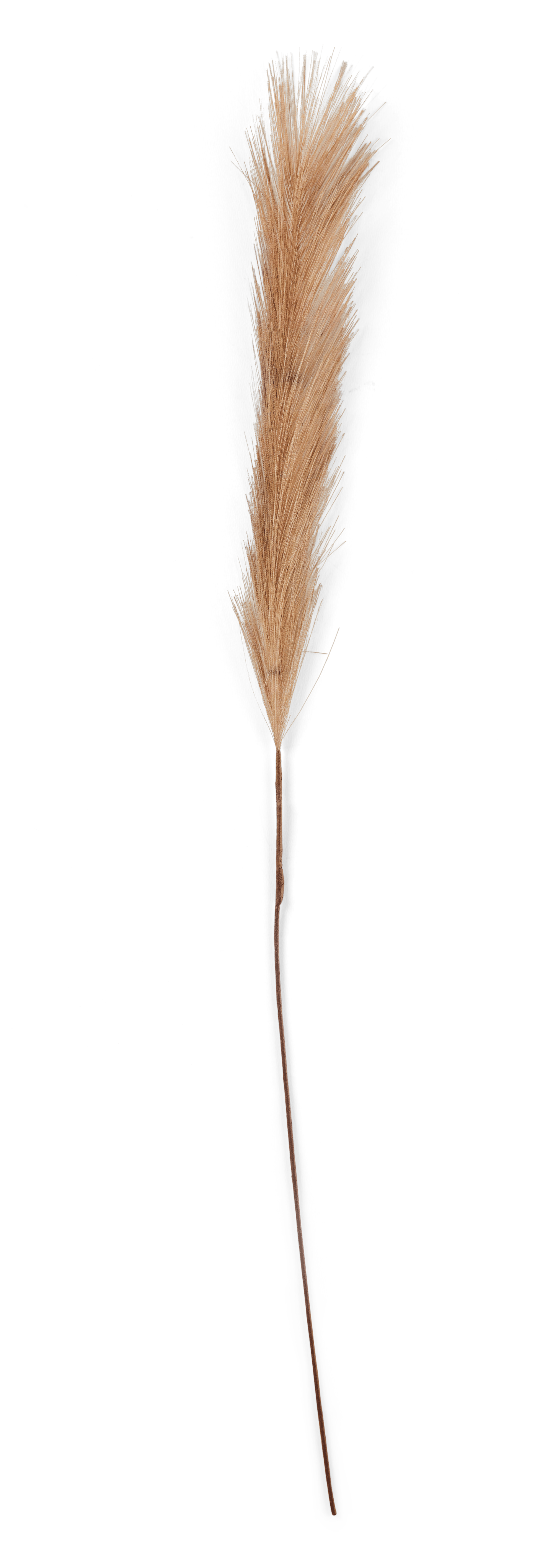 PLUME Decoratieve pluimen bruinL 73 cm