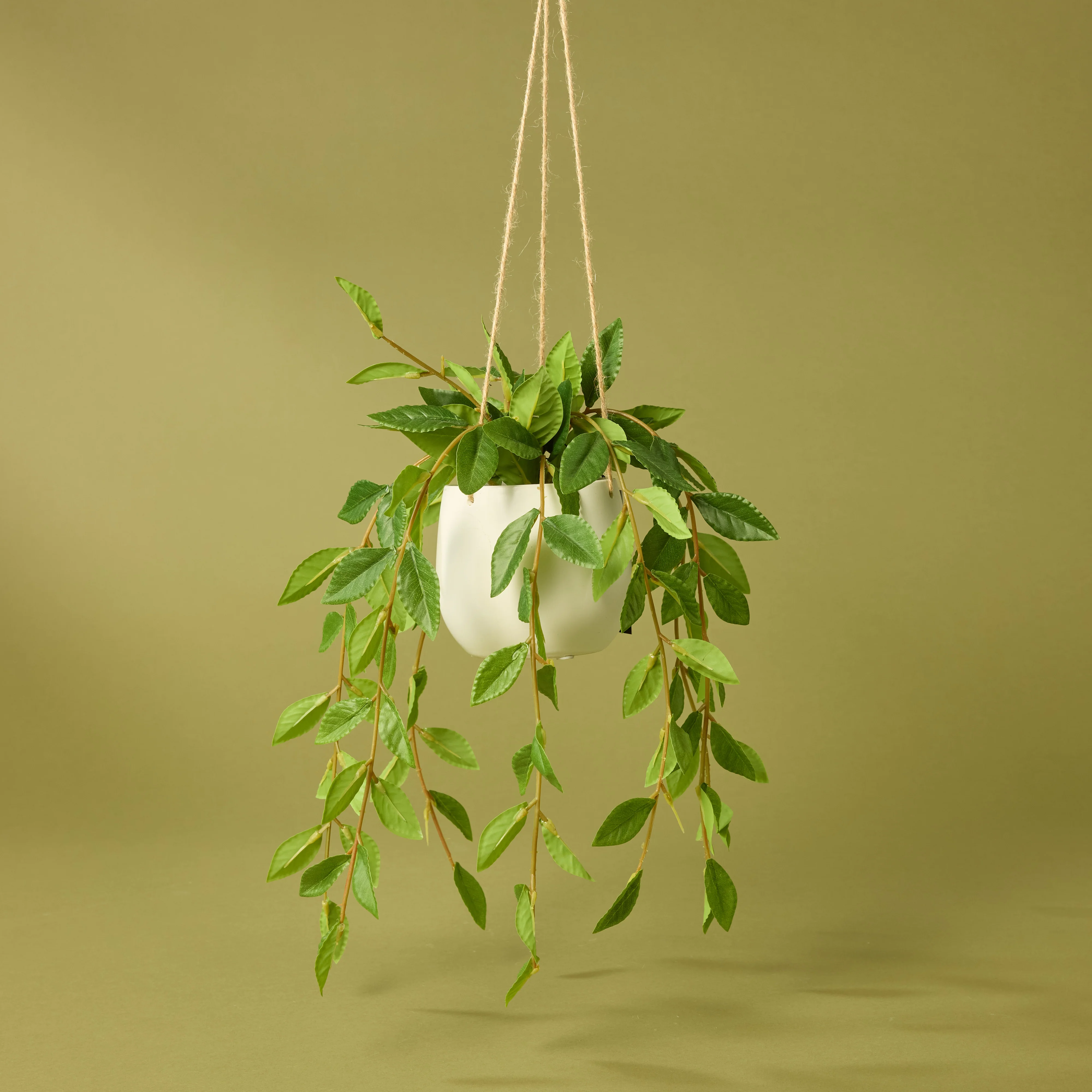 Hanging Plants