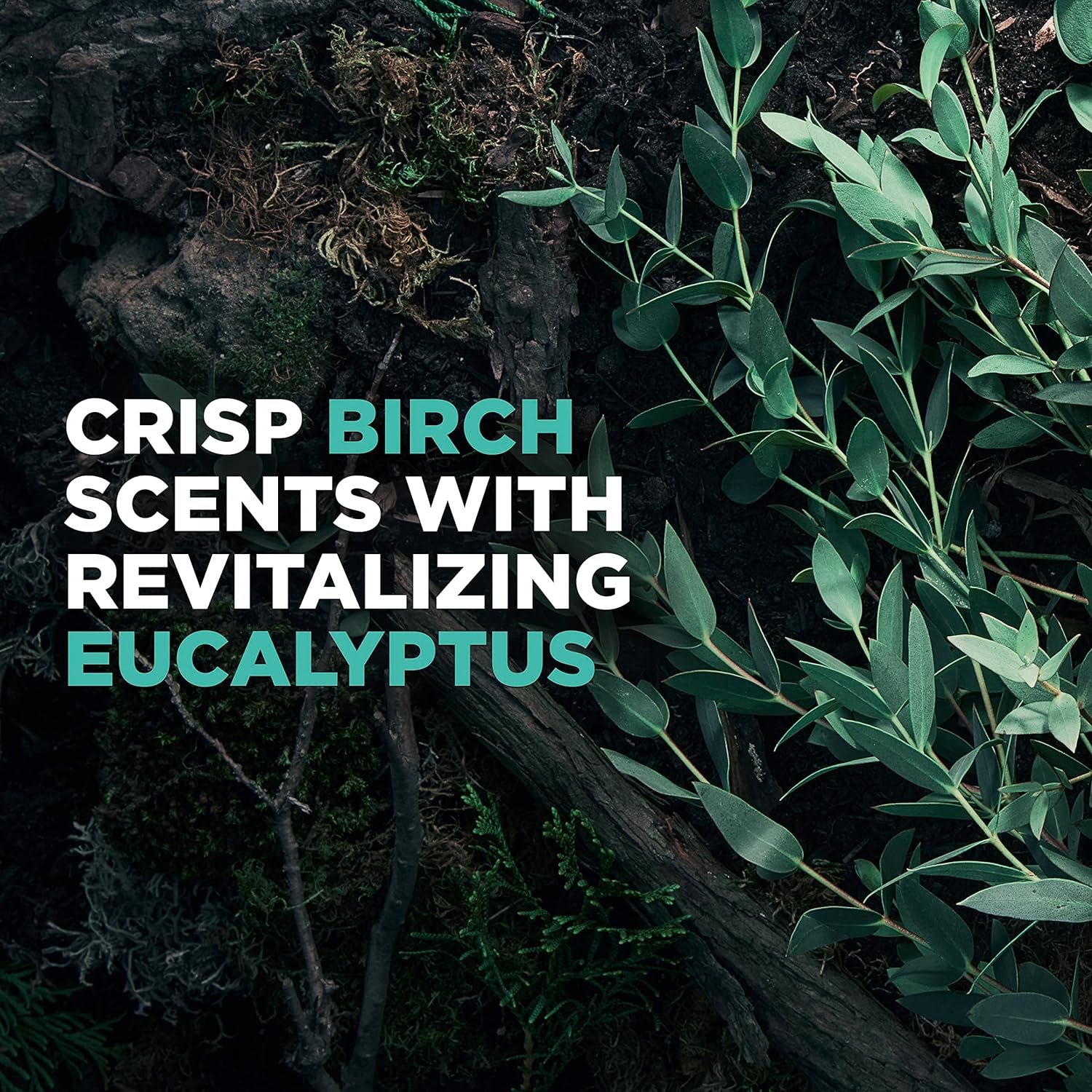 DOVE MEN + CARE 2 in 1 Shampoo & Conditioner Eucalyptus & Birch 4 Count For Healthy-Looking Hair Naturally Derived Plant Based Cleansers 12 oz