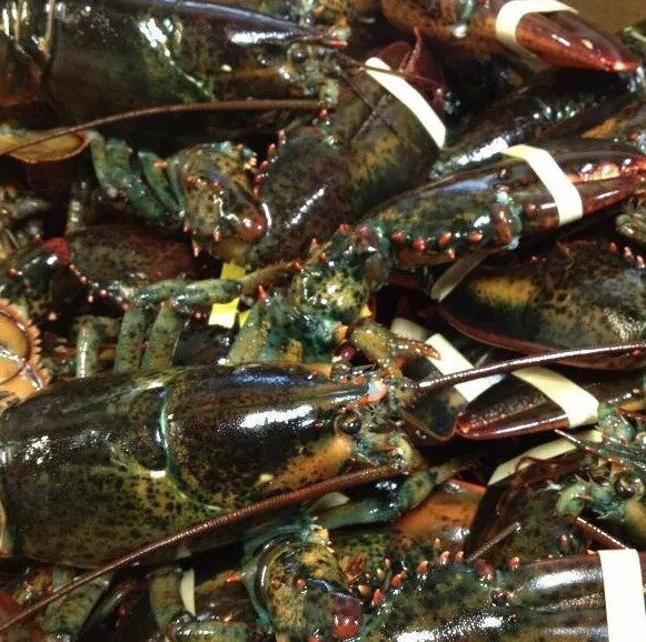 LIVE MAINE LOBSTER - 1.5 - 1.75 LB