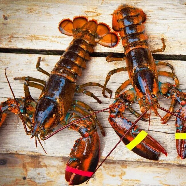 LIVE MAINE LOBSTER - 1.5 - 1.75 LB