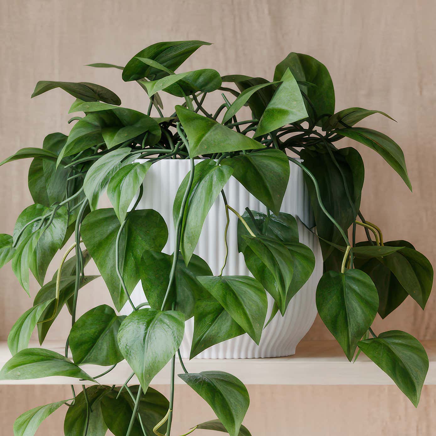 Beards & Daisies Trailing Philodendron Scandens House Plant in Elho Pot
