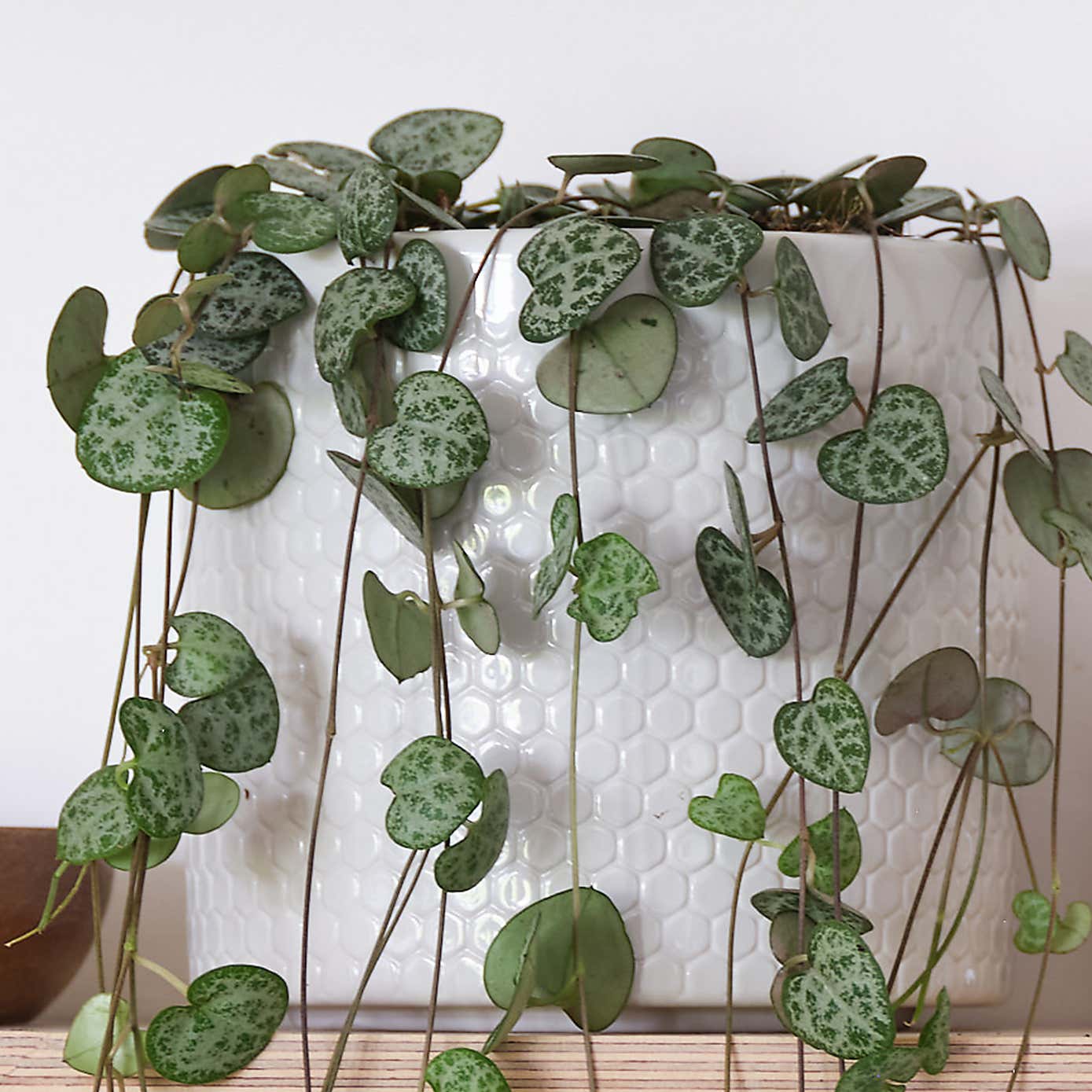 String Of Hearts House Plant in Capri Pot