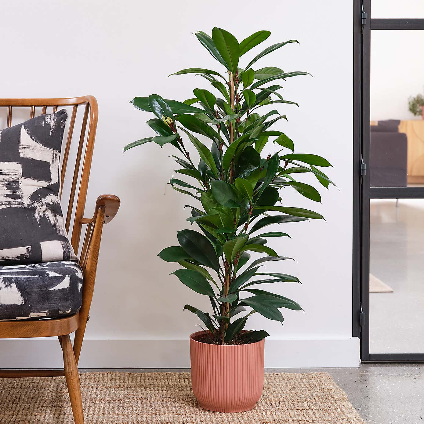 African Fig House Plant in Elho Pot