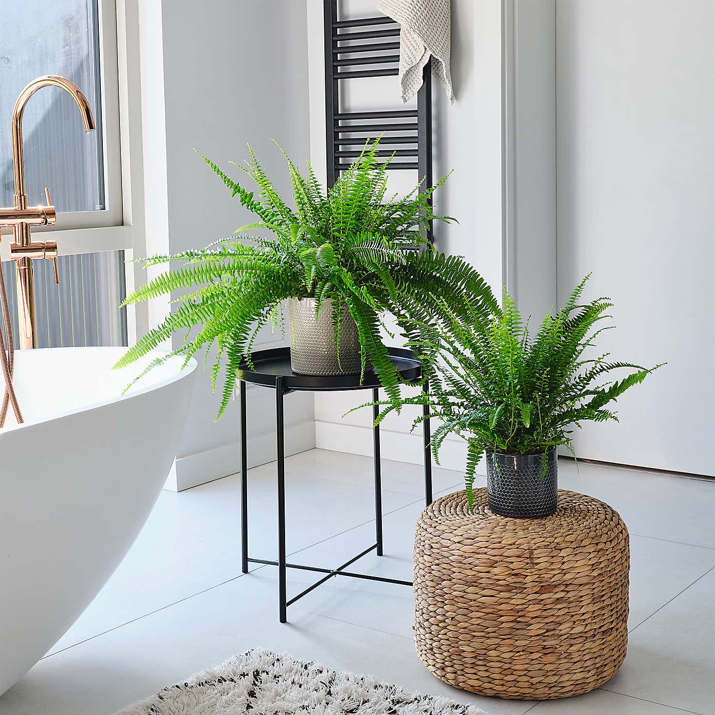 Boston Fern House Plant in Capri Pot