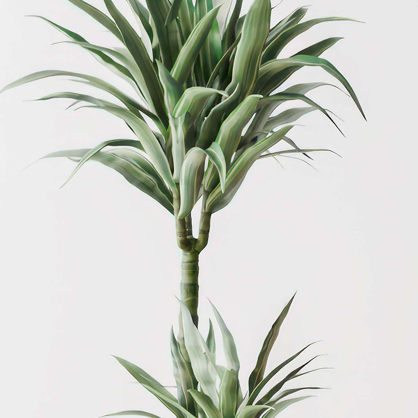 Beards & Daisies Dracaena Warneckei House Plant in Earthenware Pot