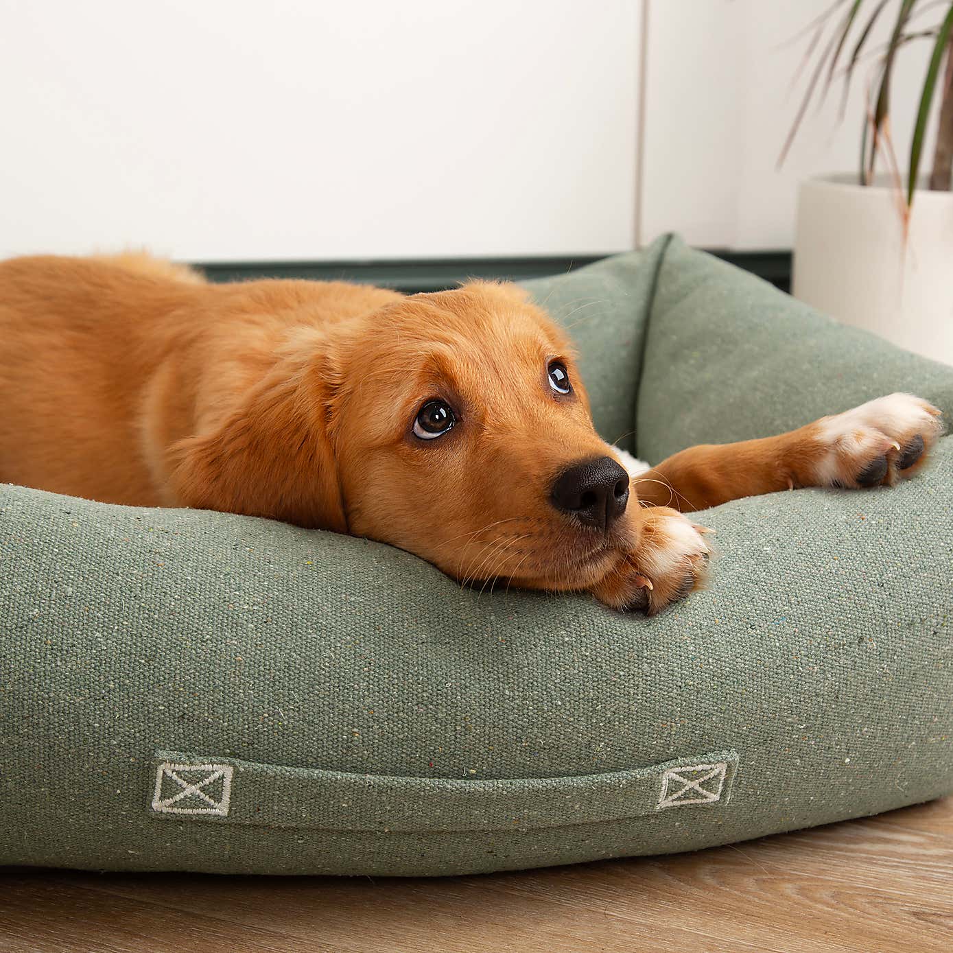 Scruffs 100% Recycled Eden Dog Box Bed