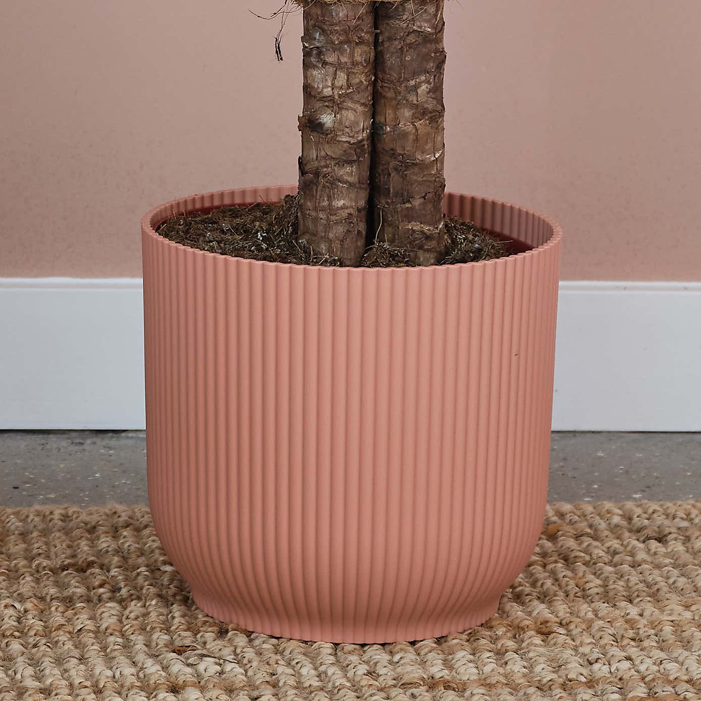 Yucca House Plant in Elho Pot