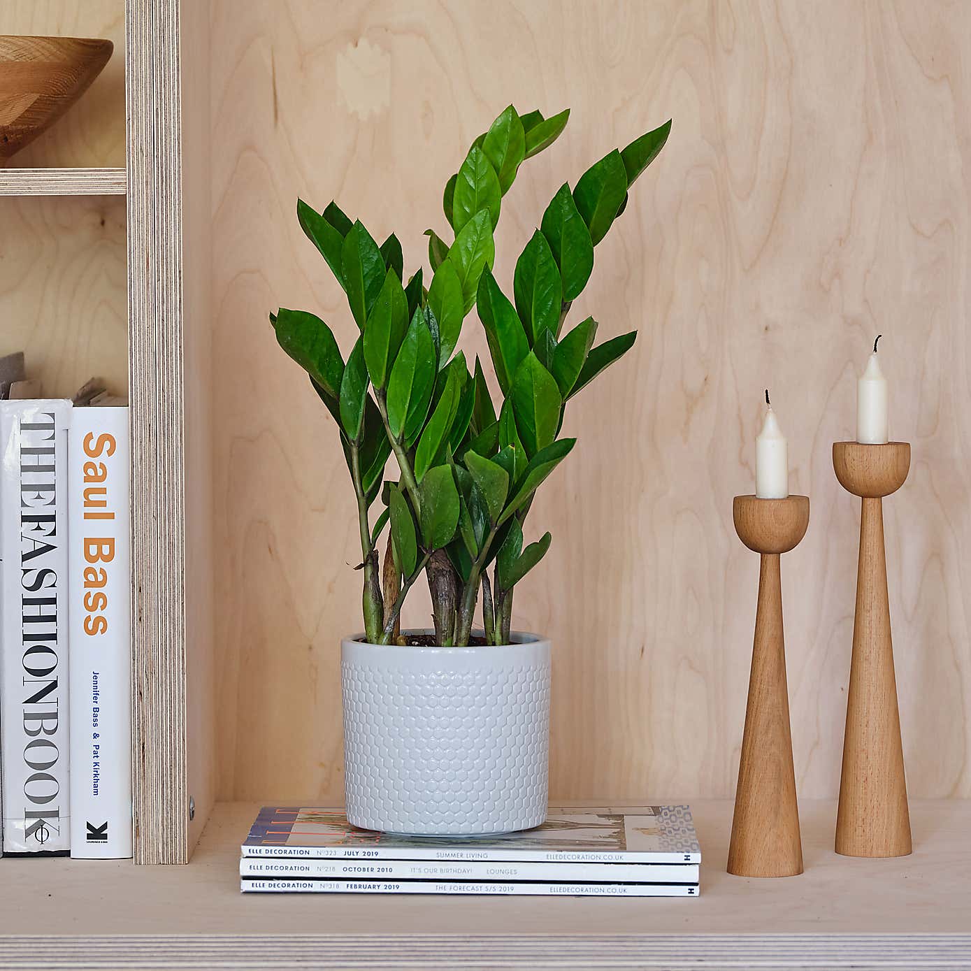 ZZ House Plant in Capri Pot