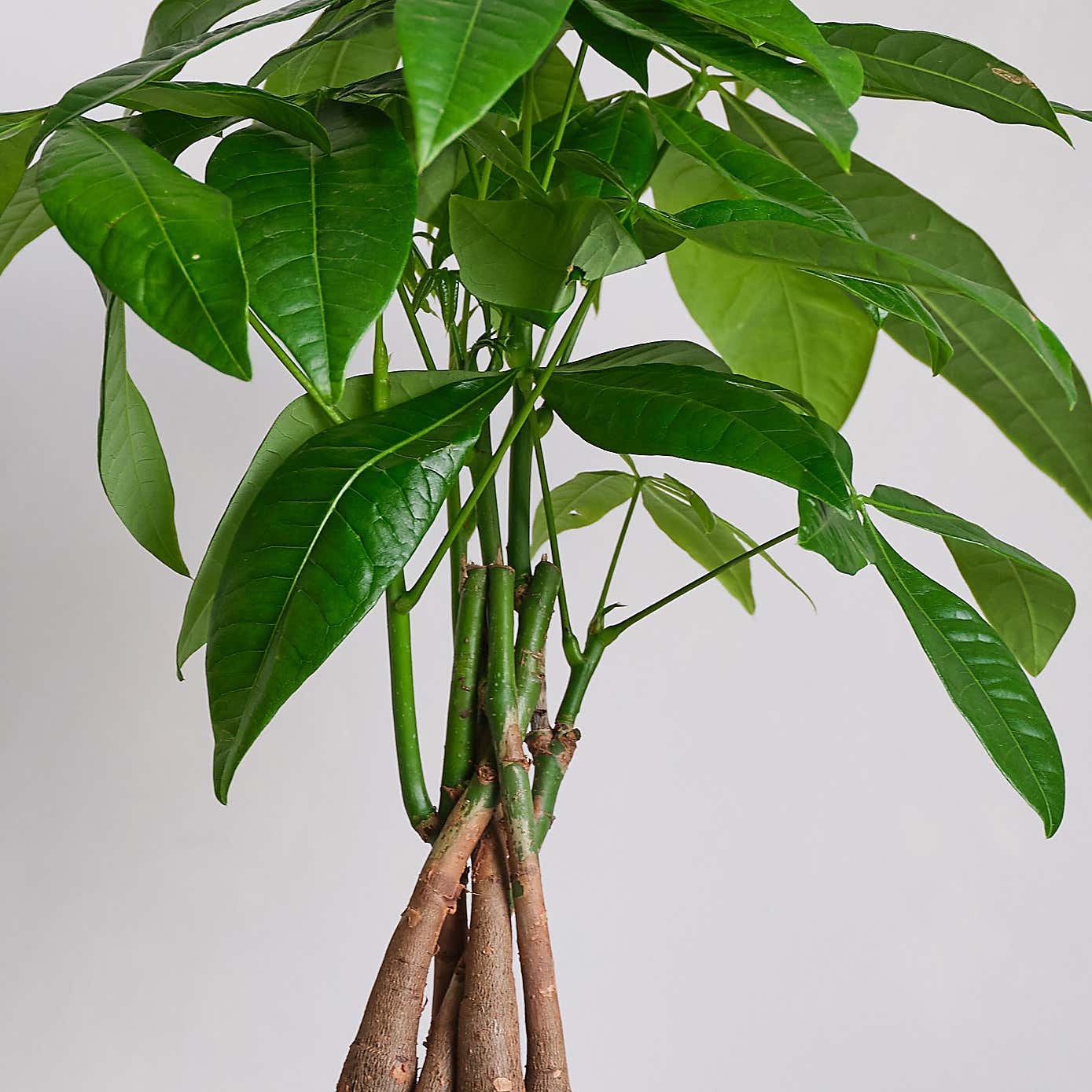 Money Tree House Plant in Capri Pot