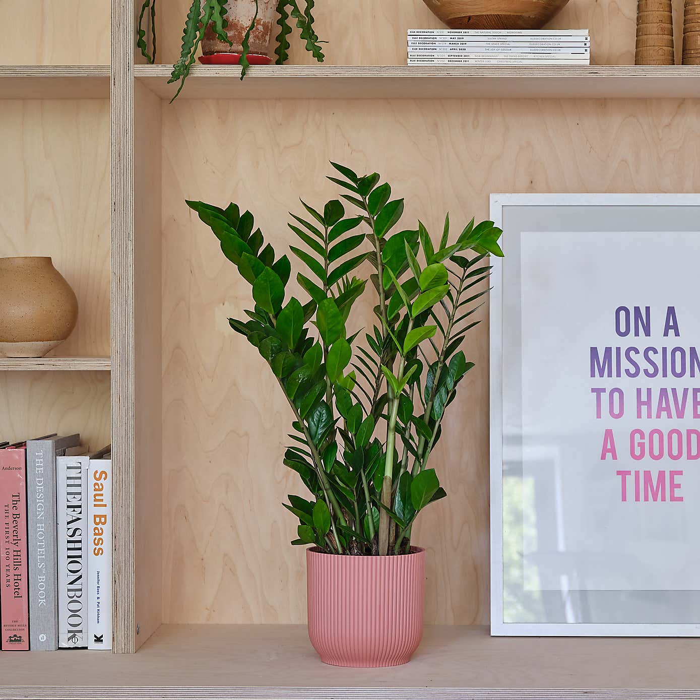 ZZ House Plant in Elho Pot