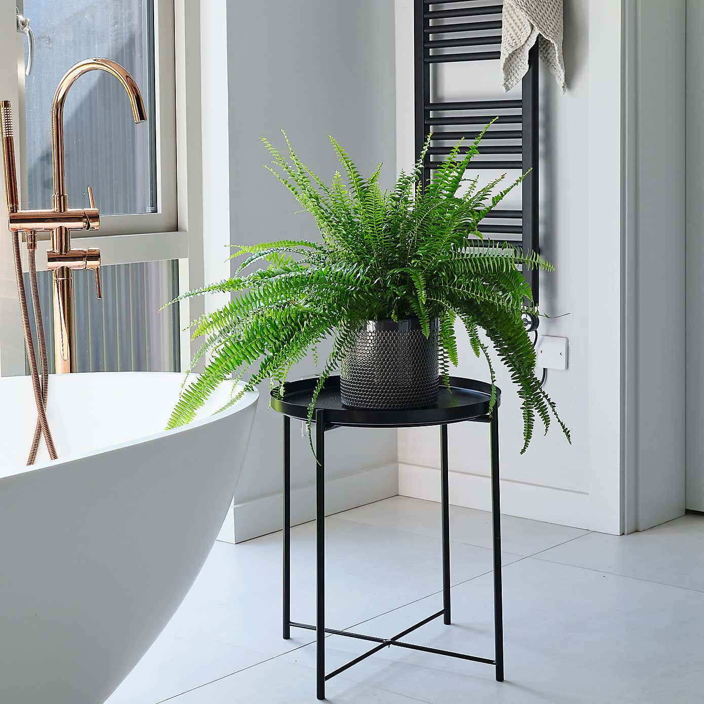 Boston Fern House Plant in Capri Pot