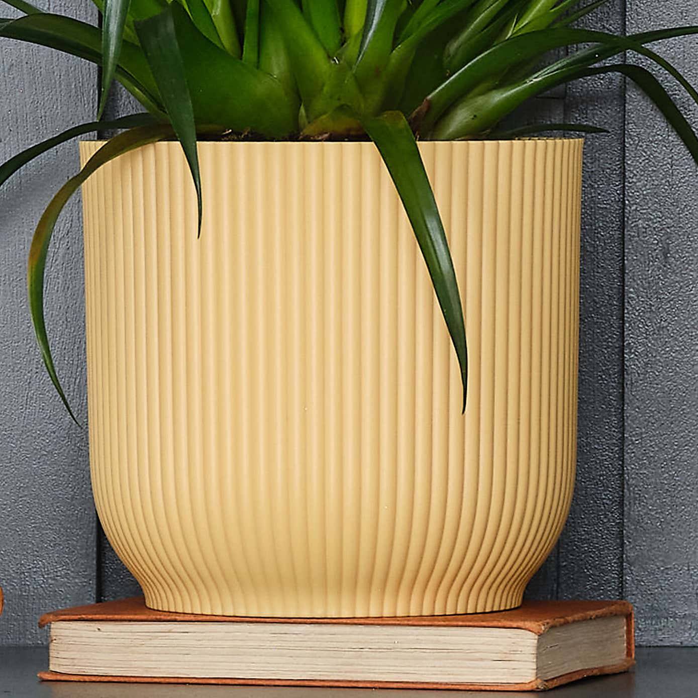 Vriesea Astrid House Plant in Elho Pot