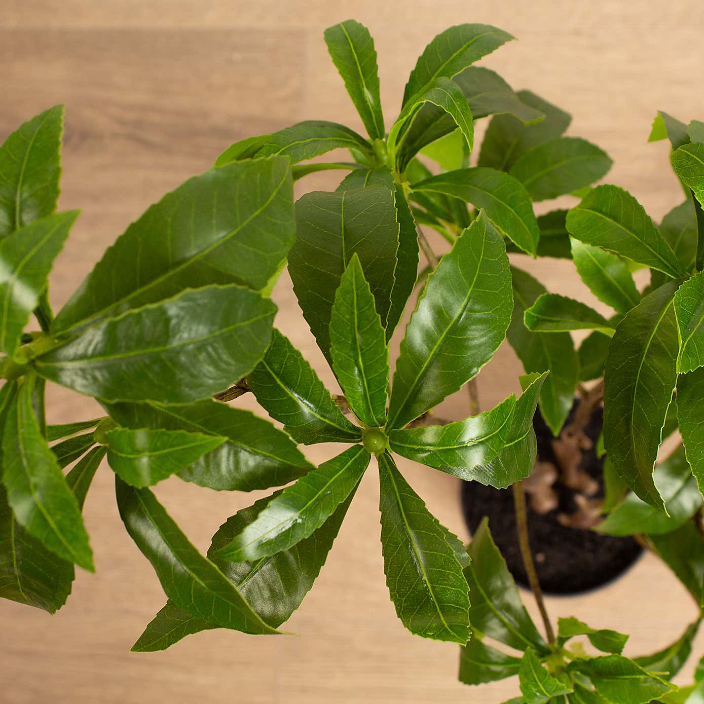 Artificial Pieris Tree in Black Plastic Plant Pot