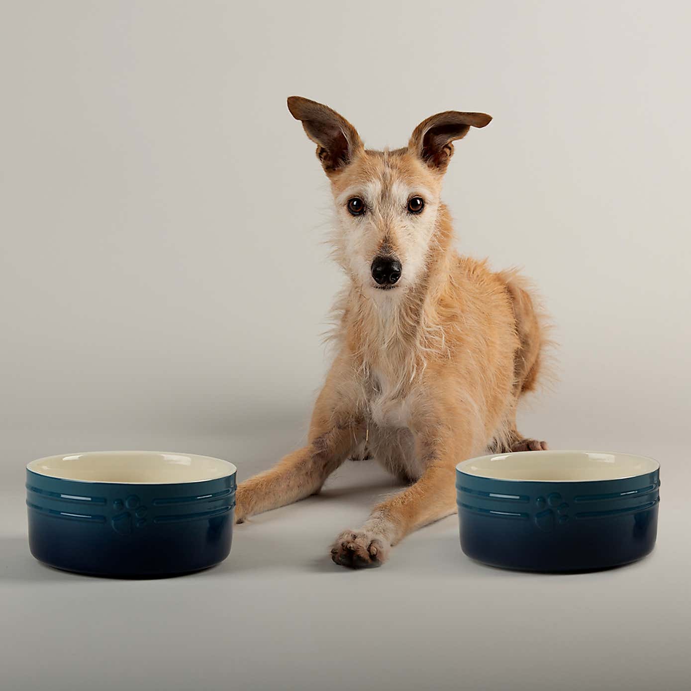 Set of 2 Scruffs Ombre Bowls