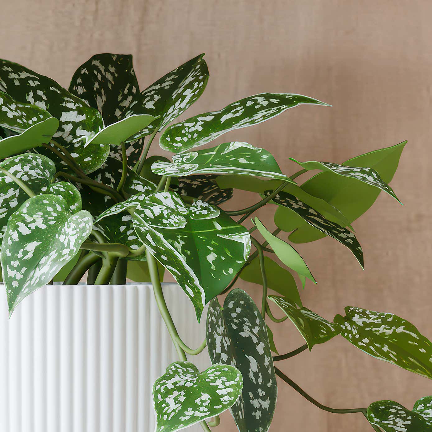 Beards & Daisies Trailing Satin Pothos House Plant in Elho Pot