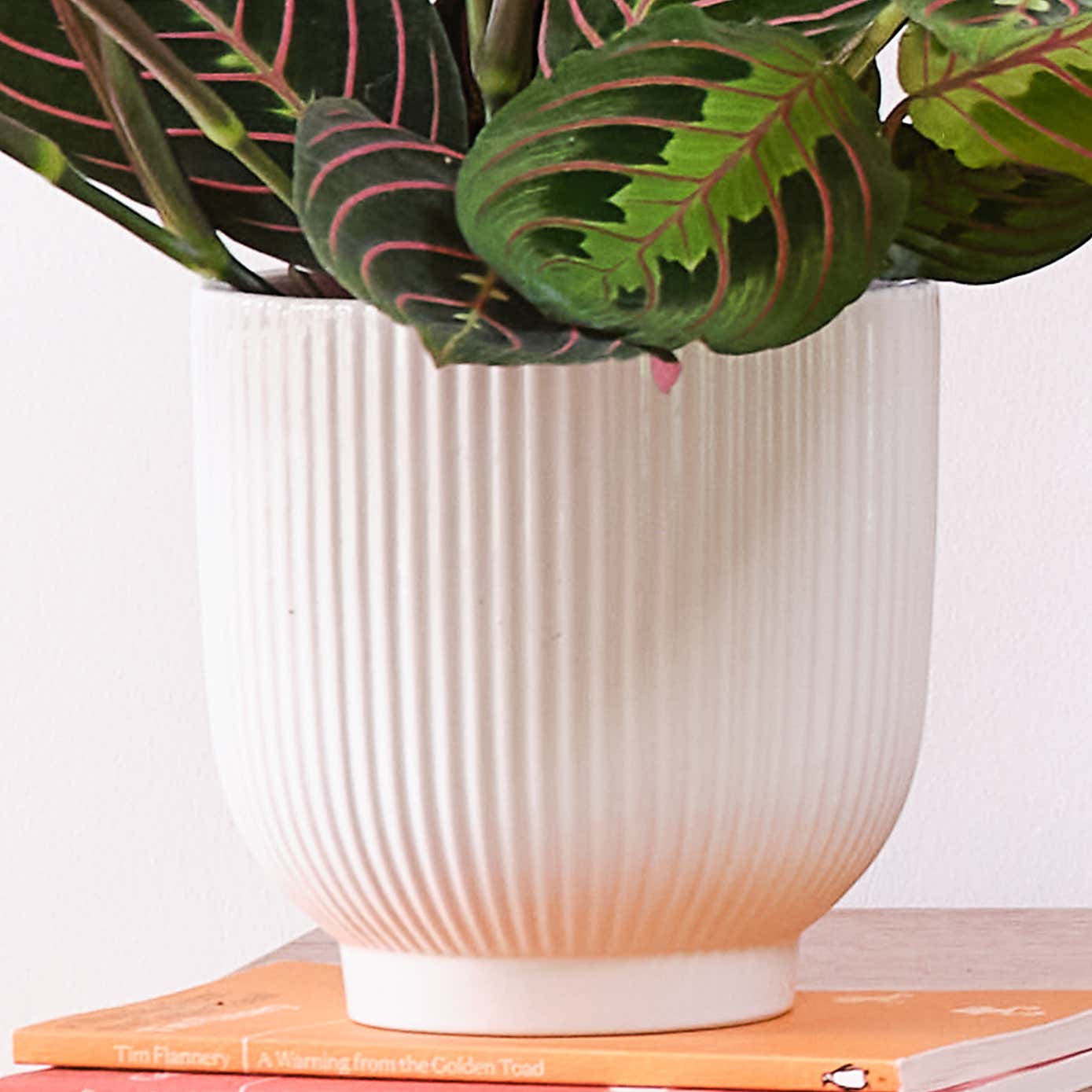 Business Potted House Plant Bundle