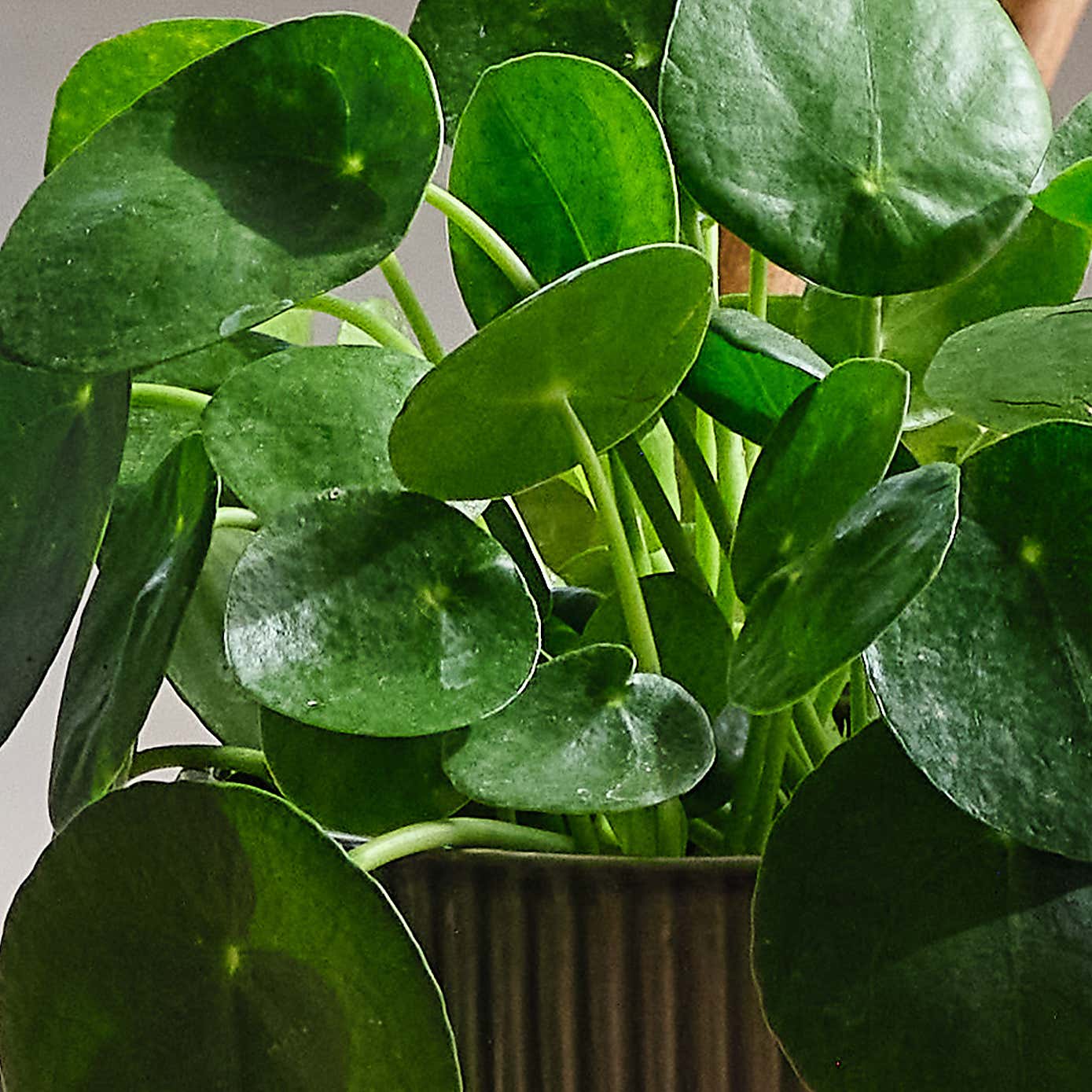 Pet Friendly Potted House Plant Bundle