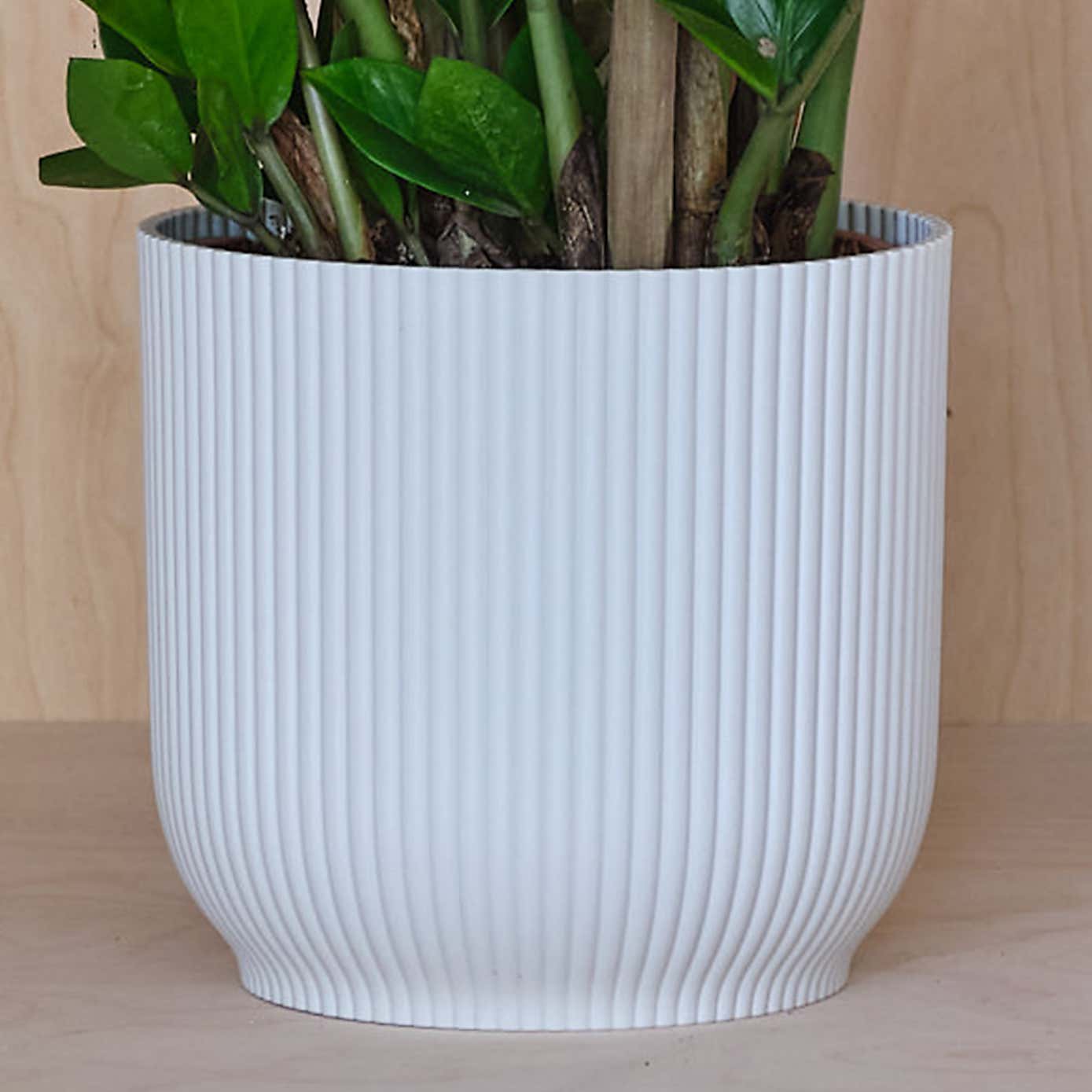 ZZ House Plant in Elho Pot