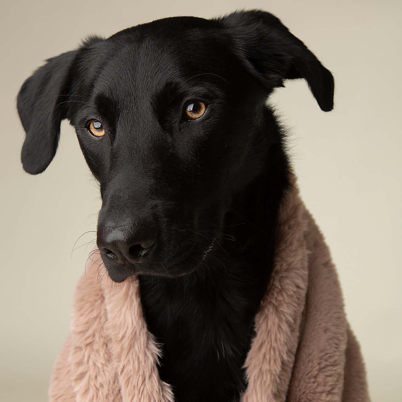 Scruffs Luxurious Aspen Pet Blanket