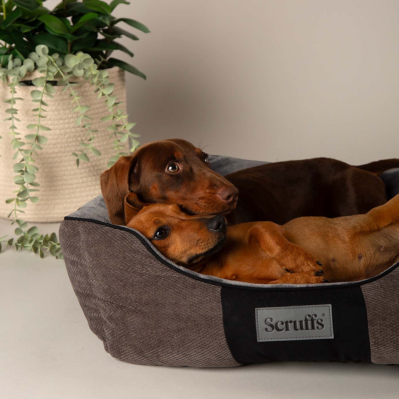 Scruffs Pet Chester Box Bed