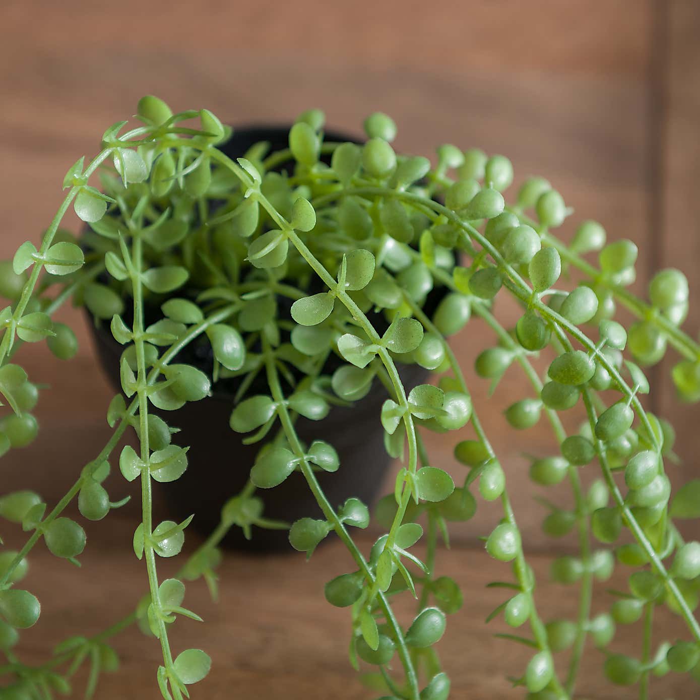 Artificial Trailing Ficus Pumila Plant in Black Plant Pot