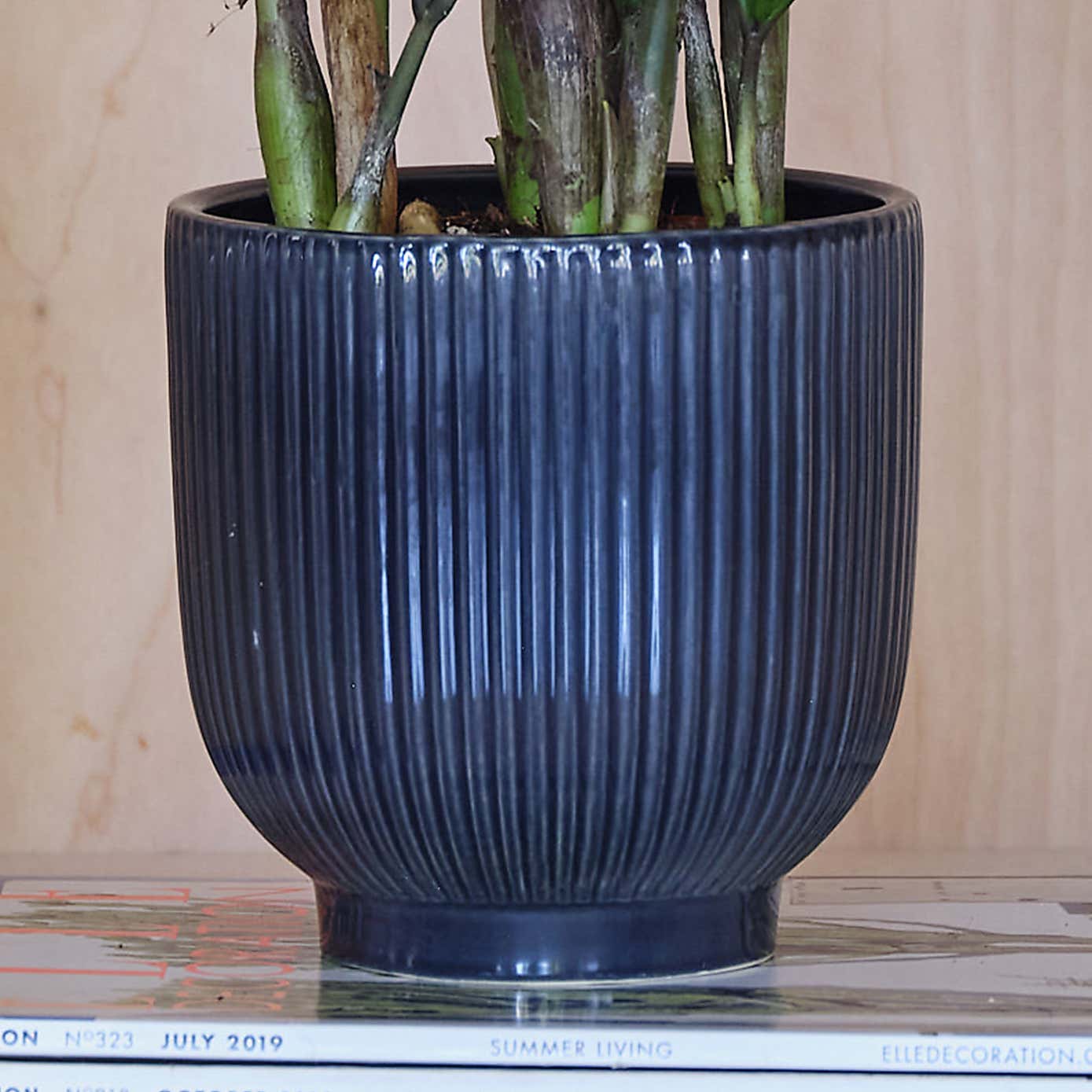 ZZ House Plant in Ribbed Pot