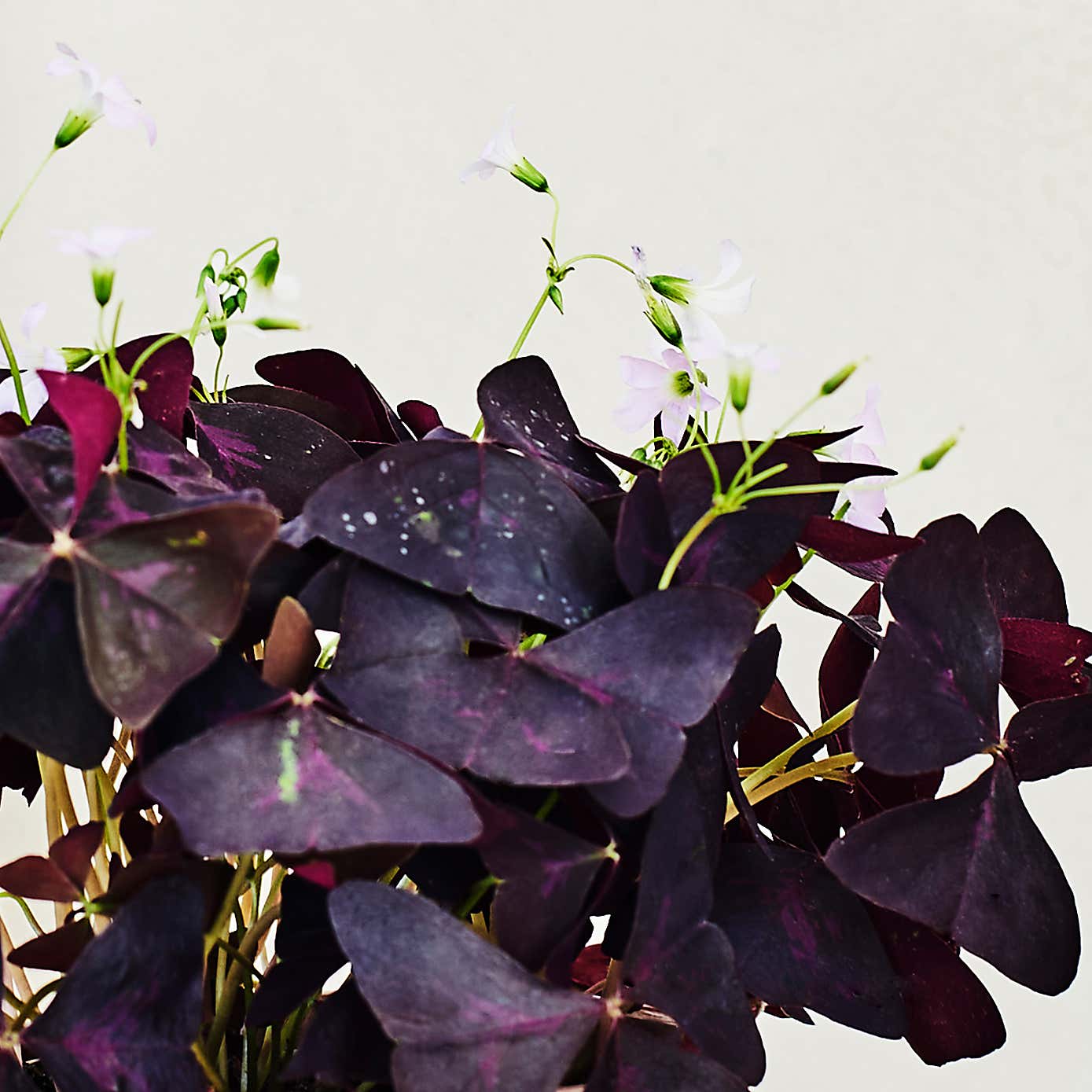 Beards & Daisies Oxalis in Ribbed Pot