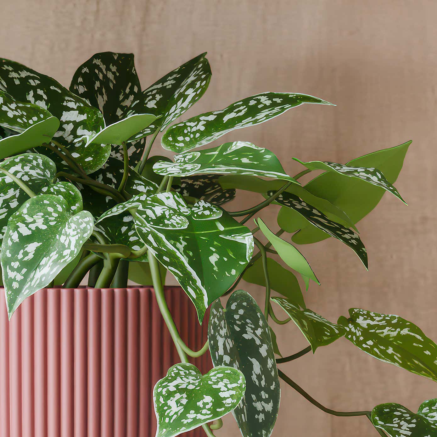 Beards & Daisies Trailing Satin Pothos House Plant in Elho Pot