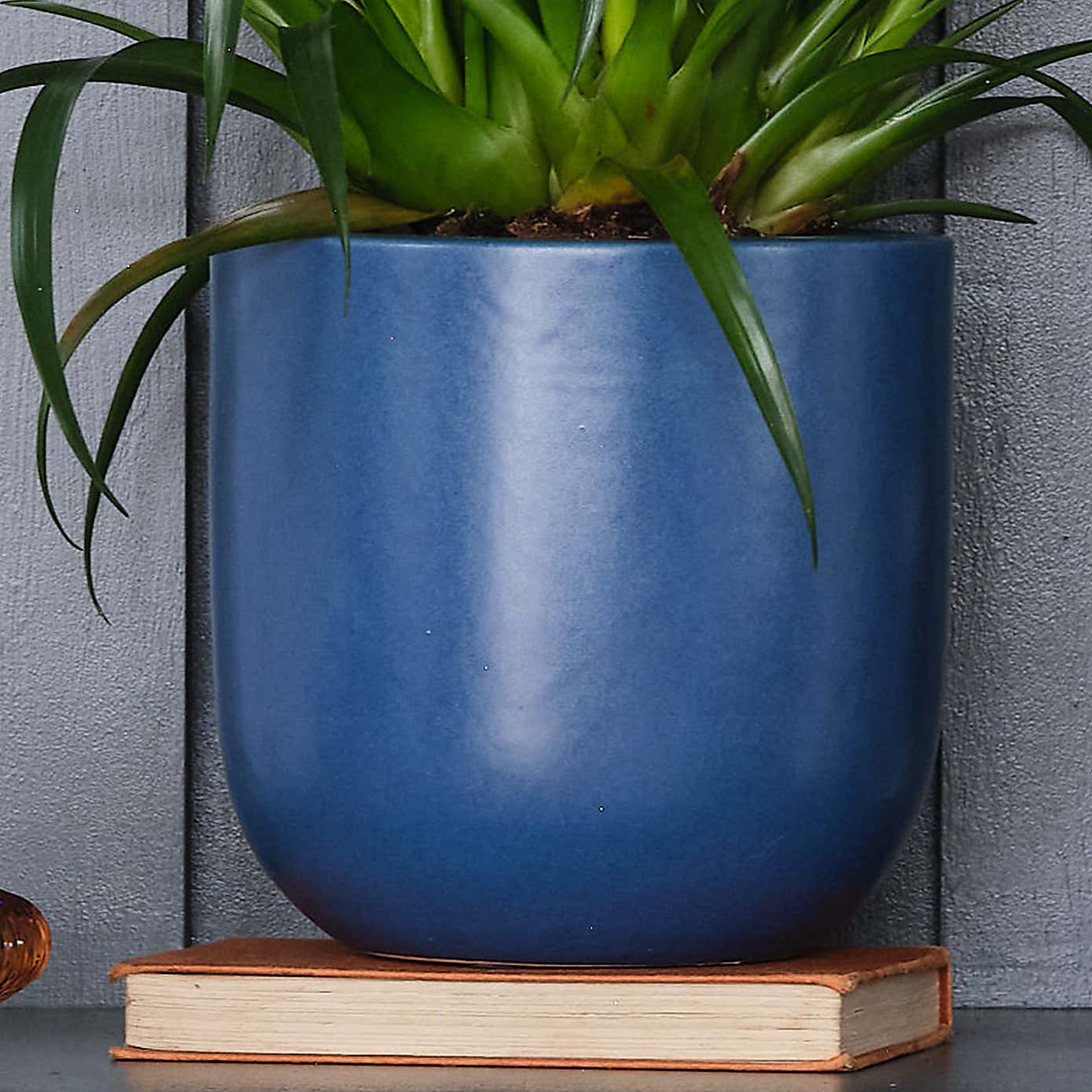 Vriesea Astrid House Plant in Earthenware Pot