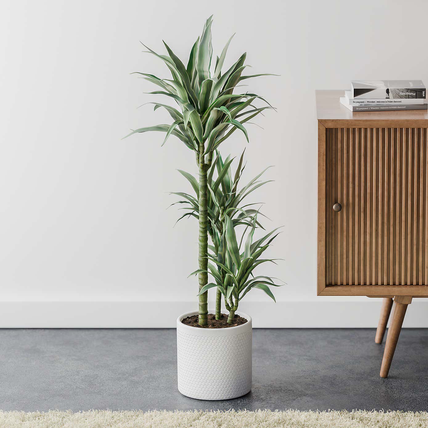 Beards & Daisies Dracaena Warneckei House Plant in Capri Pot