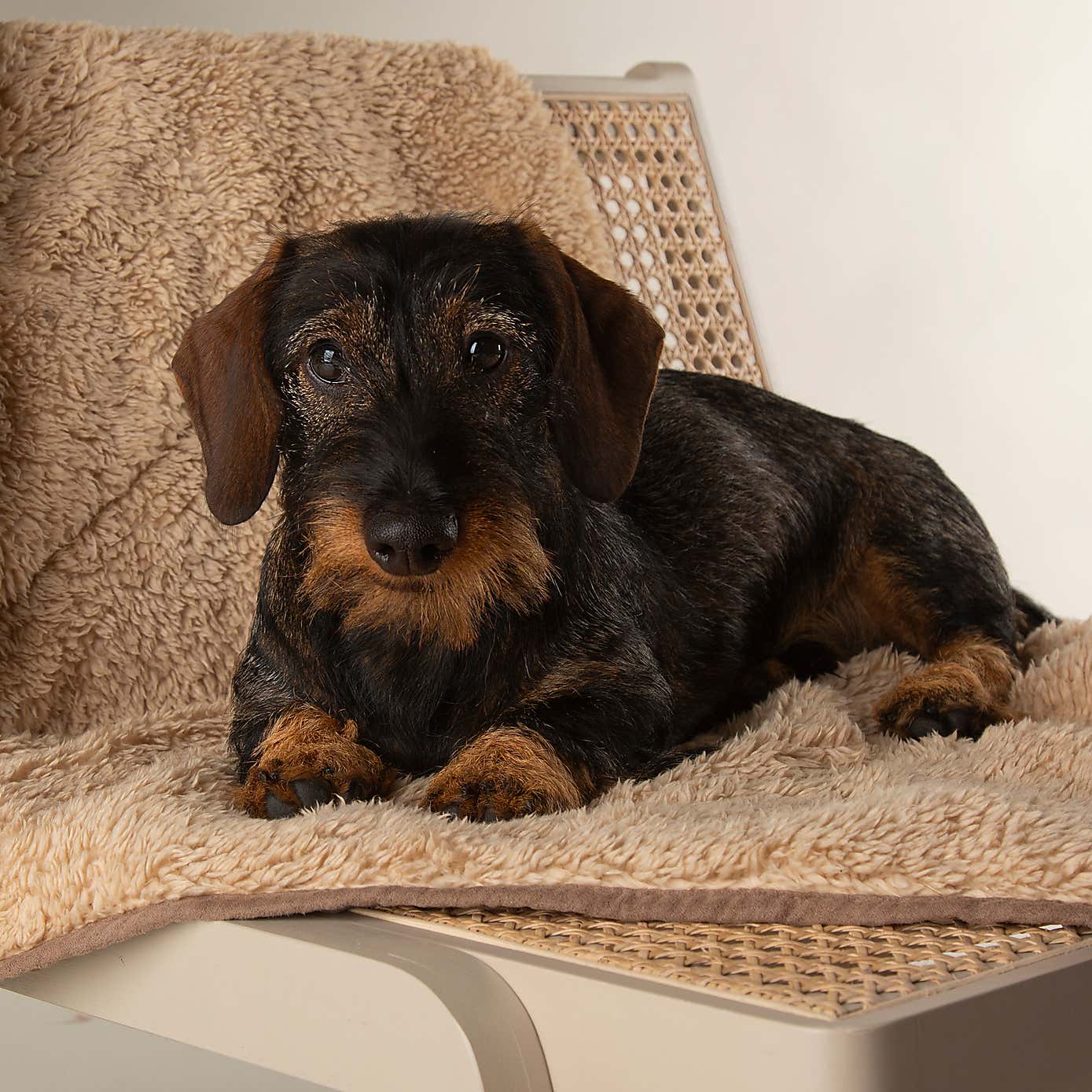 Scruffs Snuggle Blanket