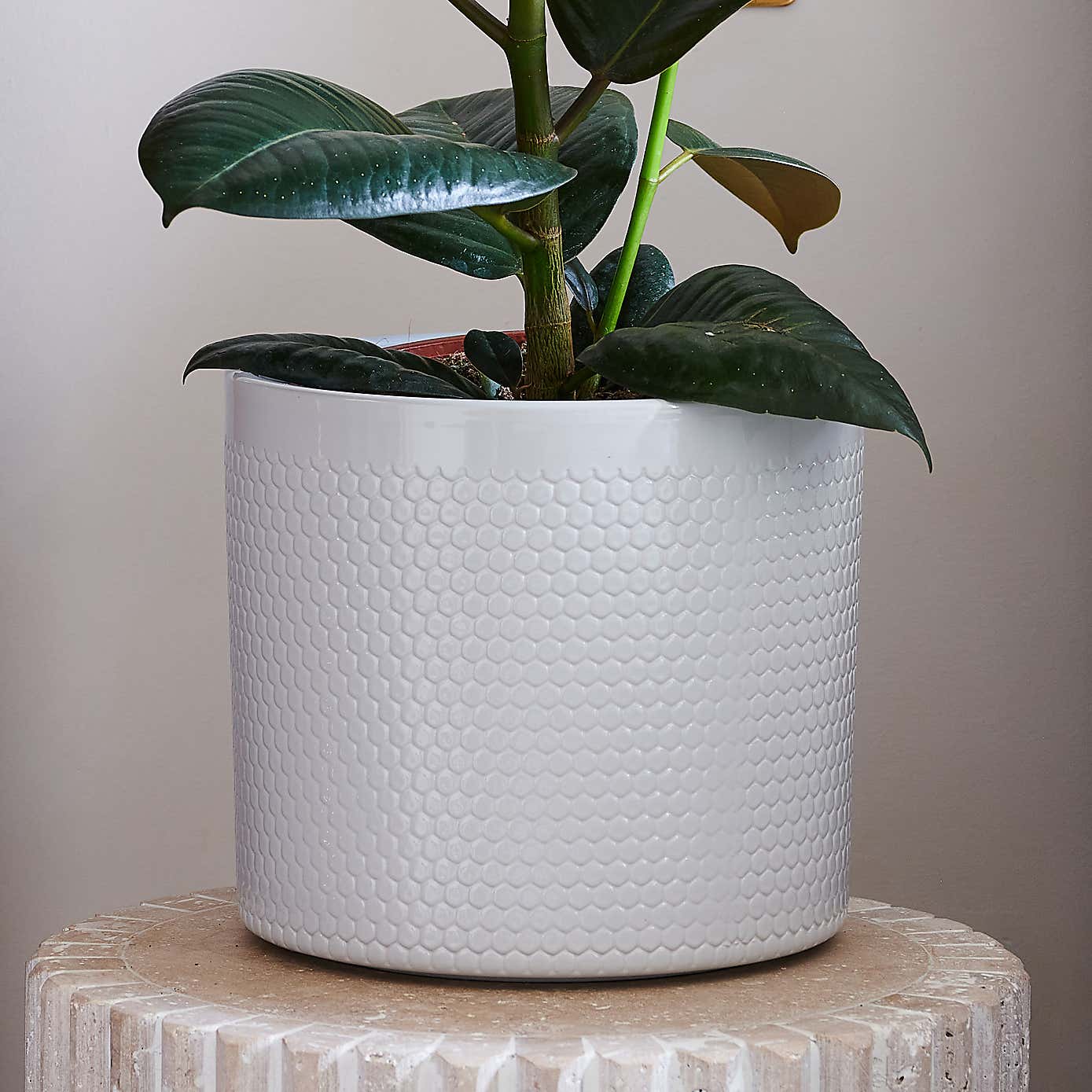 Beards & Daisies Rubber Plant House Plant in Capri Pot