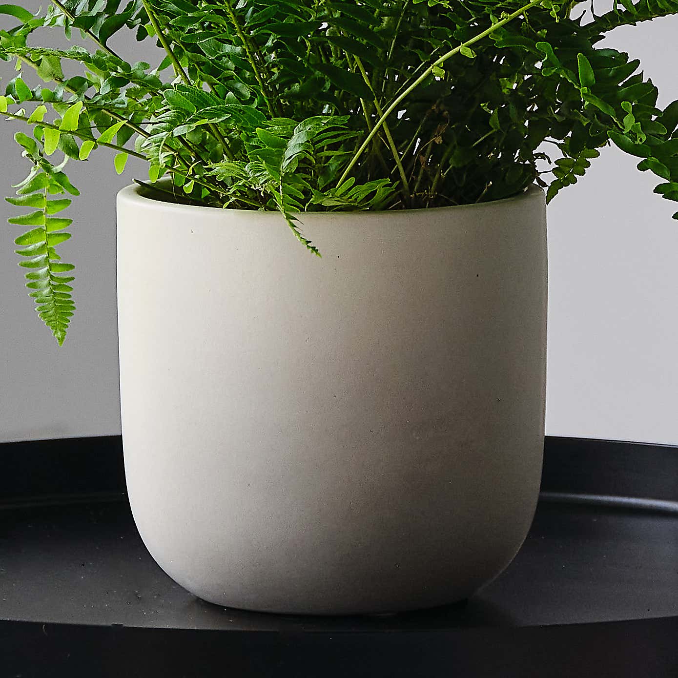 Boston Fern House Plant in Earthenware Pot
