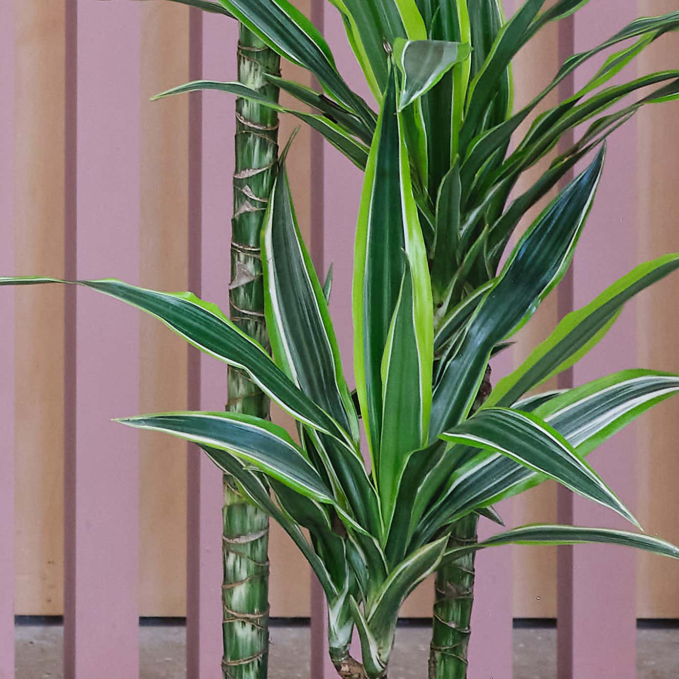 Tall Potted House Plant Bundle