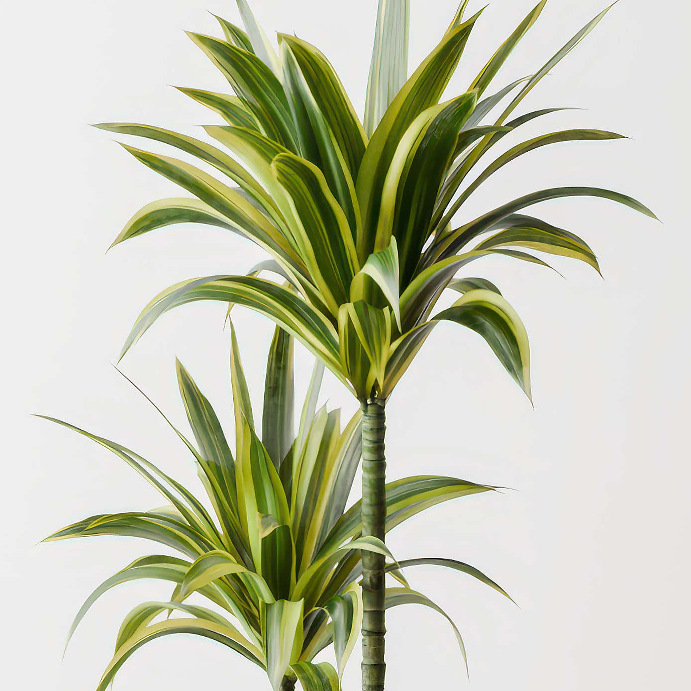 Dracaena Lemon & Lime House Plant
