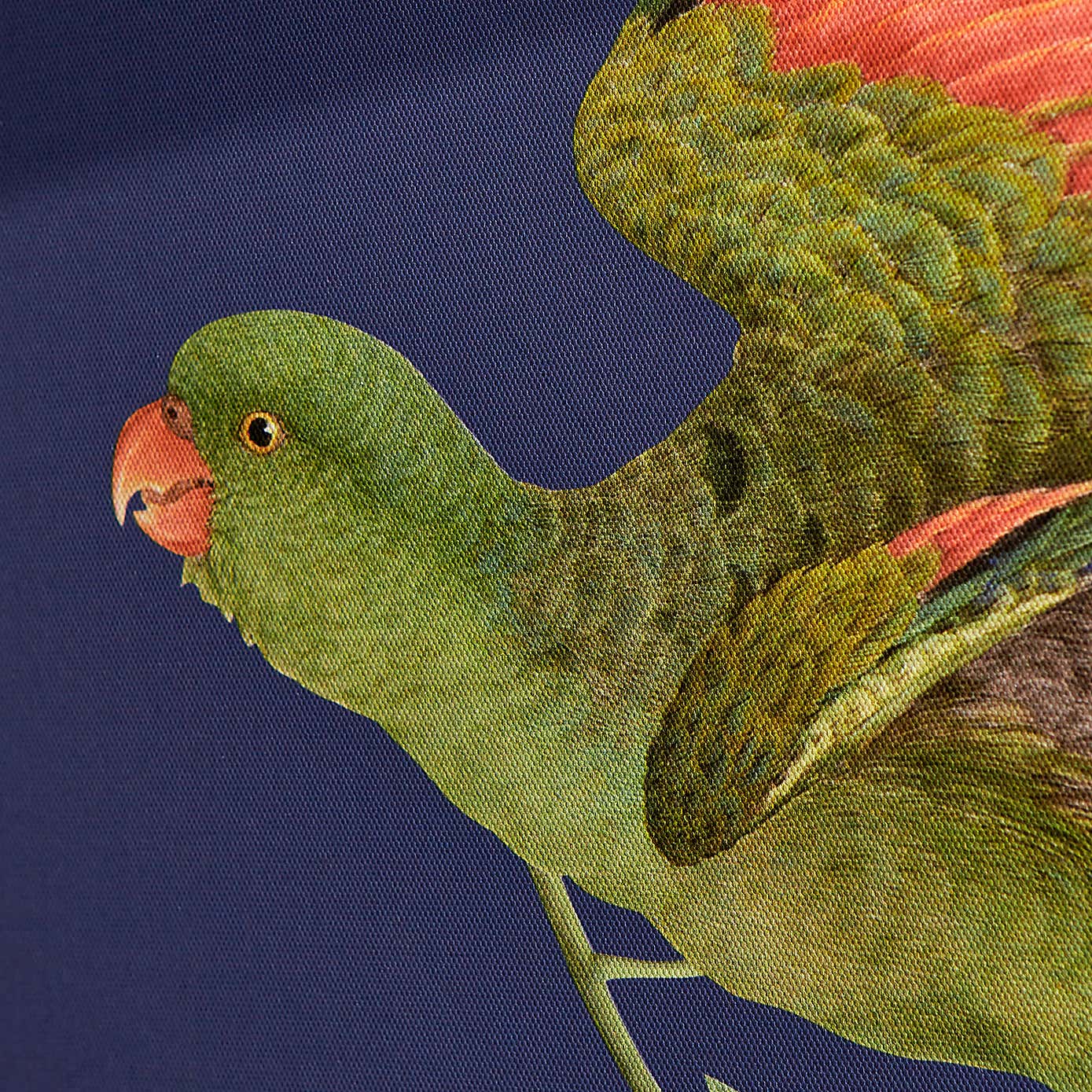 Parrot Capped Canvas