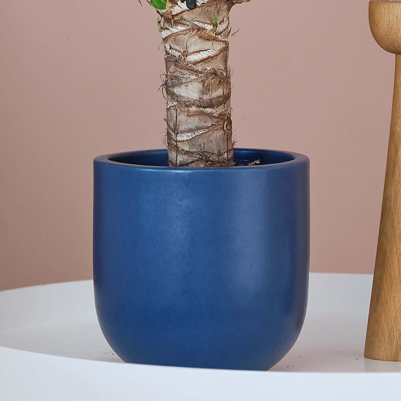 Yucca House Plant in Earthenware Pot