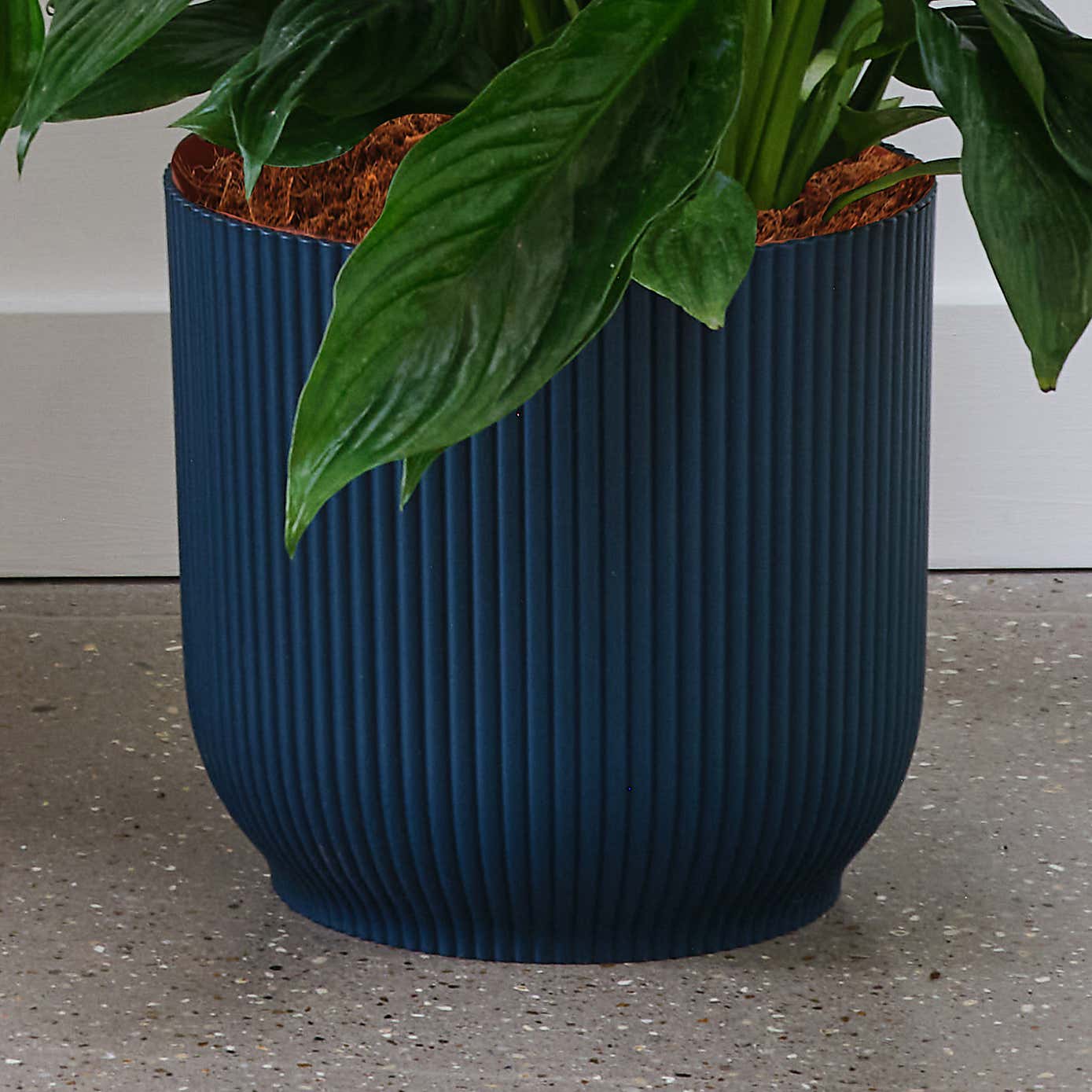 Peace Lily House Plant in Elho Pot