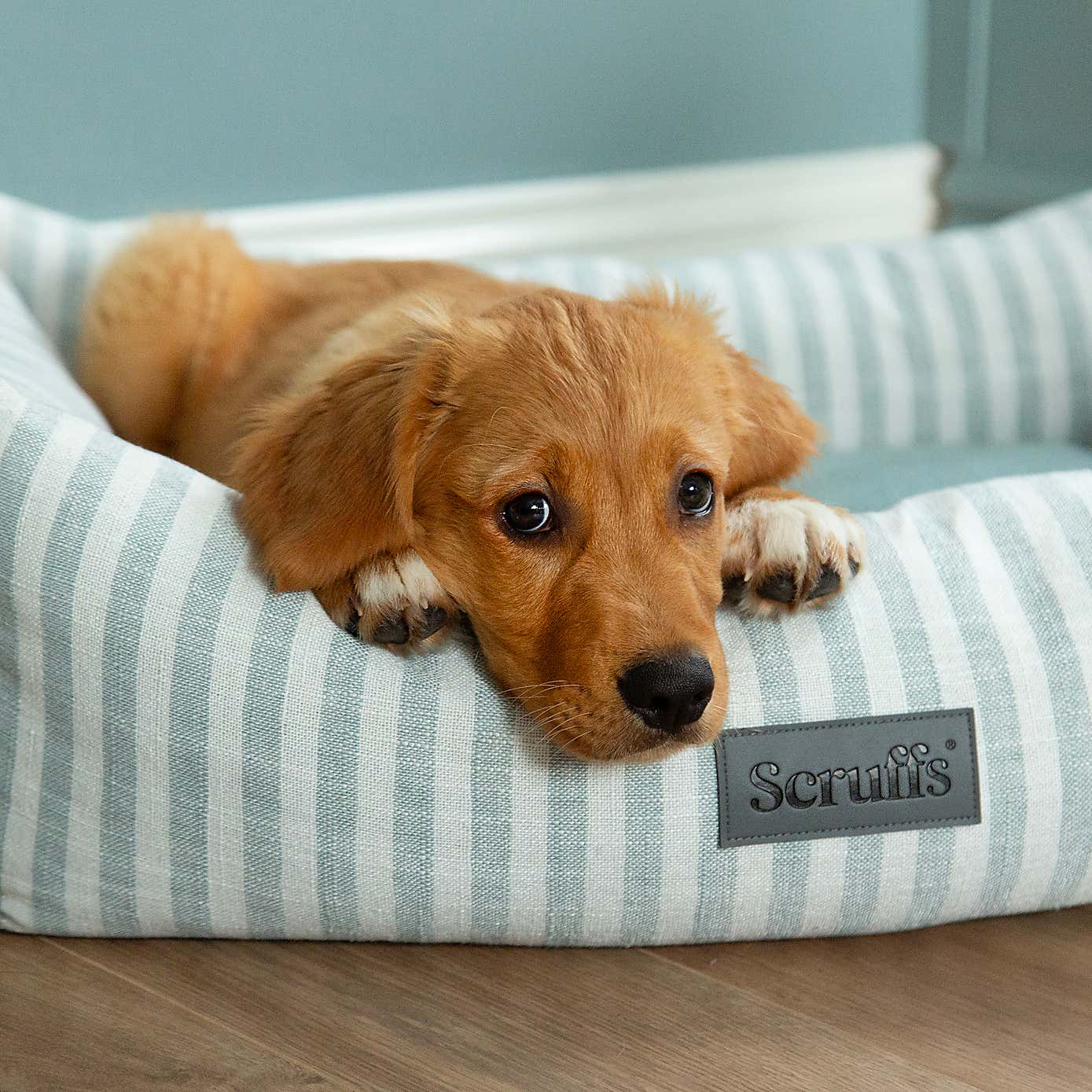 Scruffs Luxury Coast Dog Box Bed