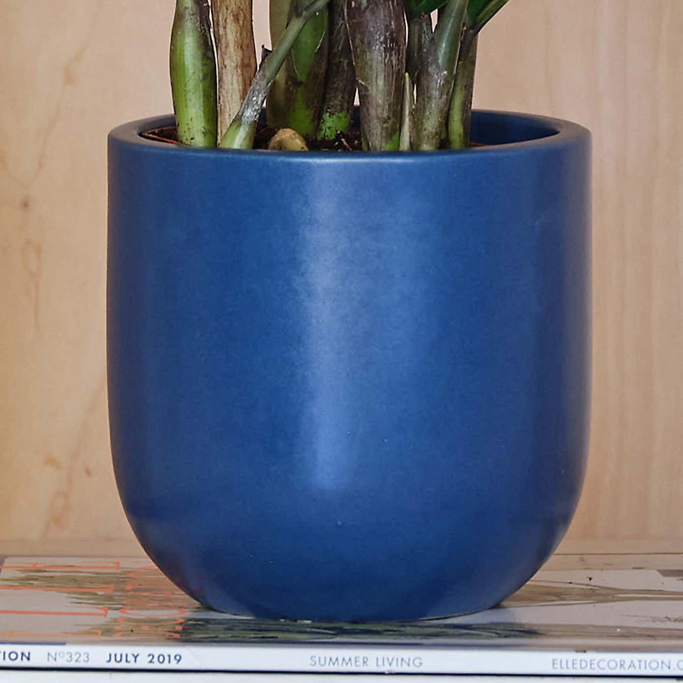 ZZ House Plant in Earthenware Pot