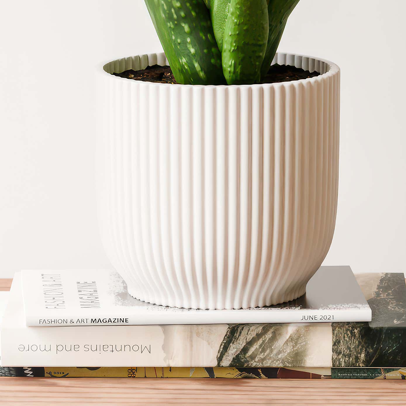 Aloe Vera House Plant in Elho Vibes Pot
